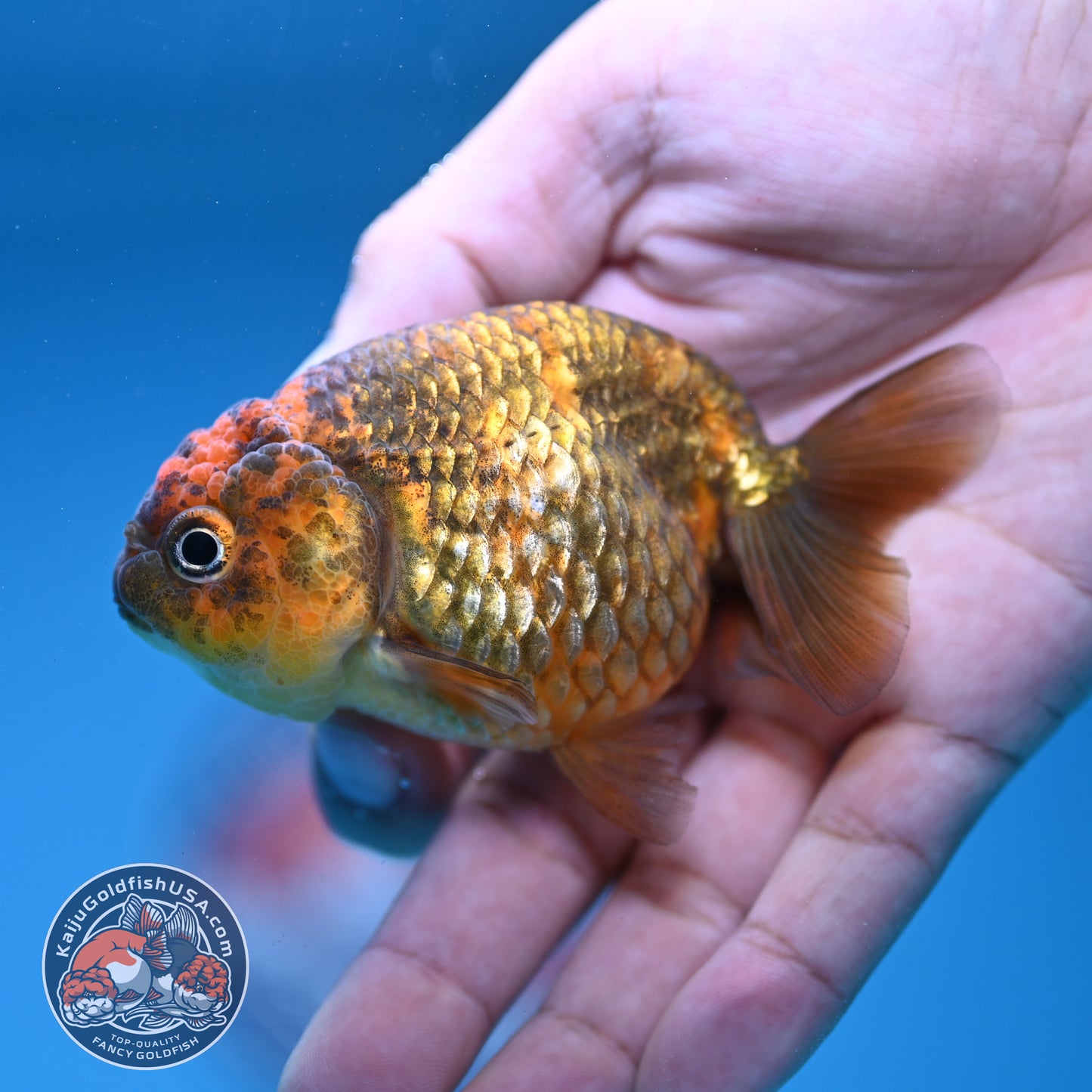Juvenile Tiger Ranchu 3 inch Body (250919_RC07)