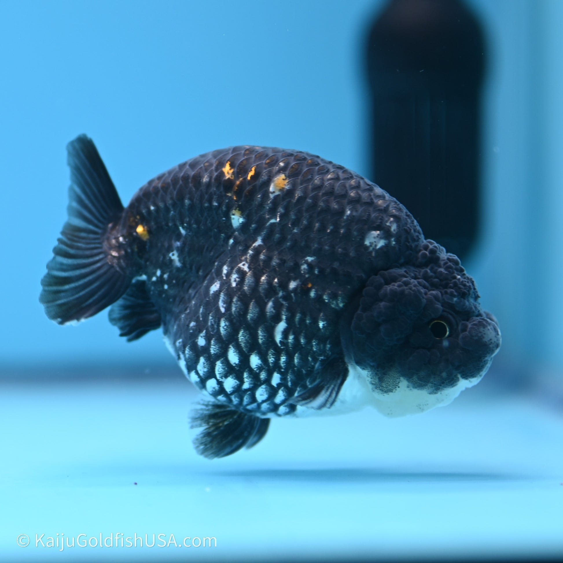 Black Metallic Ranchu 3.2 in Body (240719_RC07) - Kaiju Goldfish USA