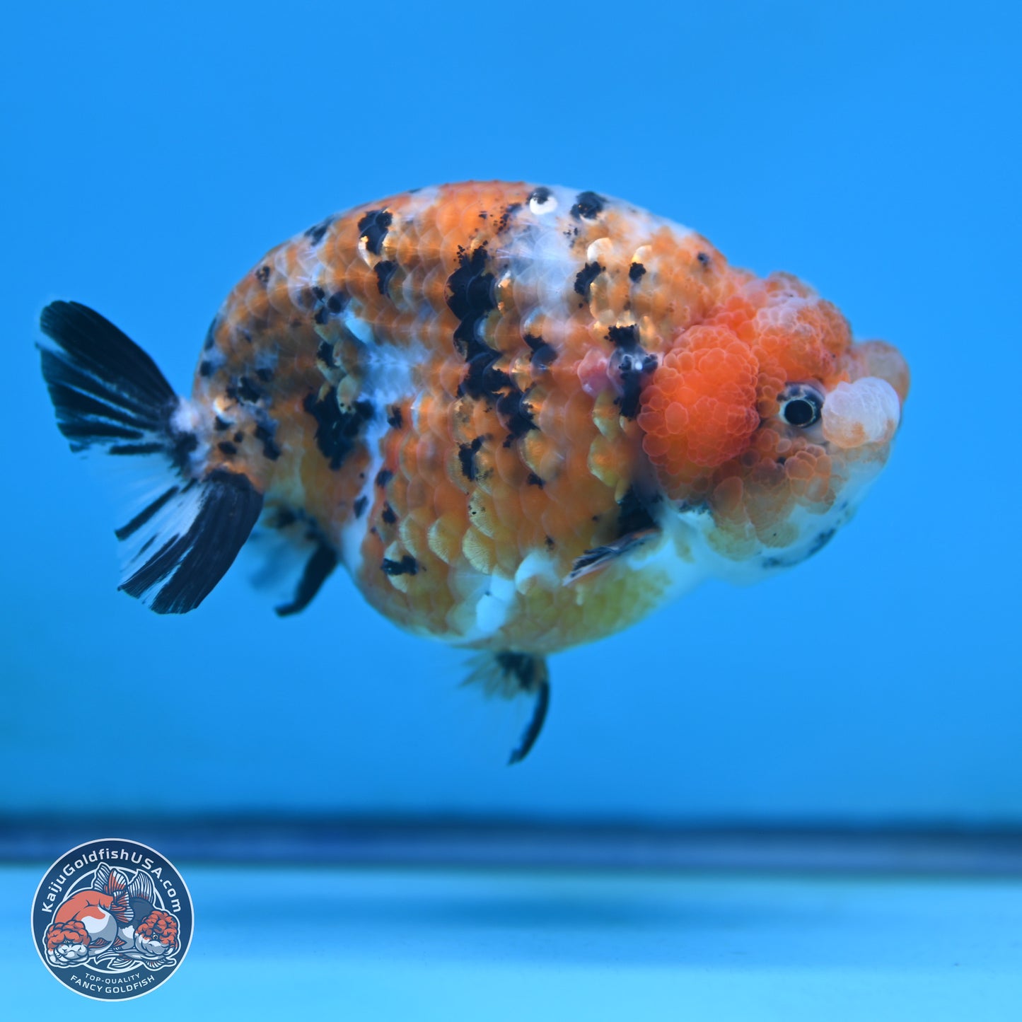 Tricolor Sakura Ranchu 3.75 inches Body - Female (250117_RC07)