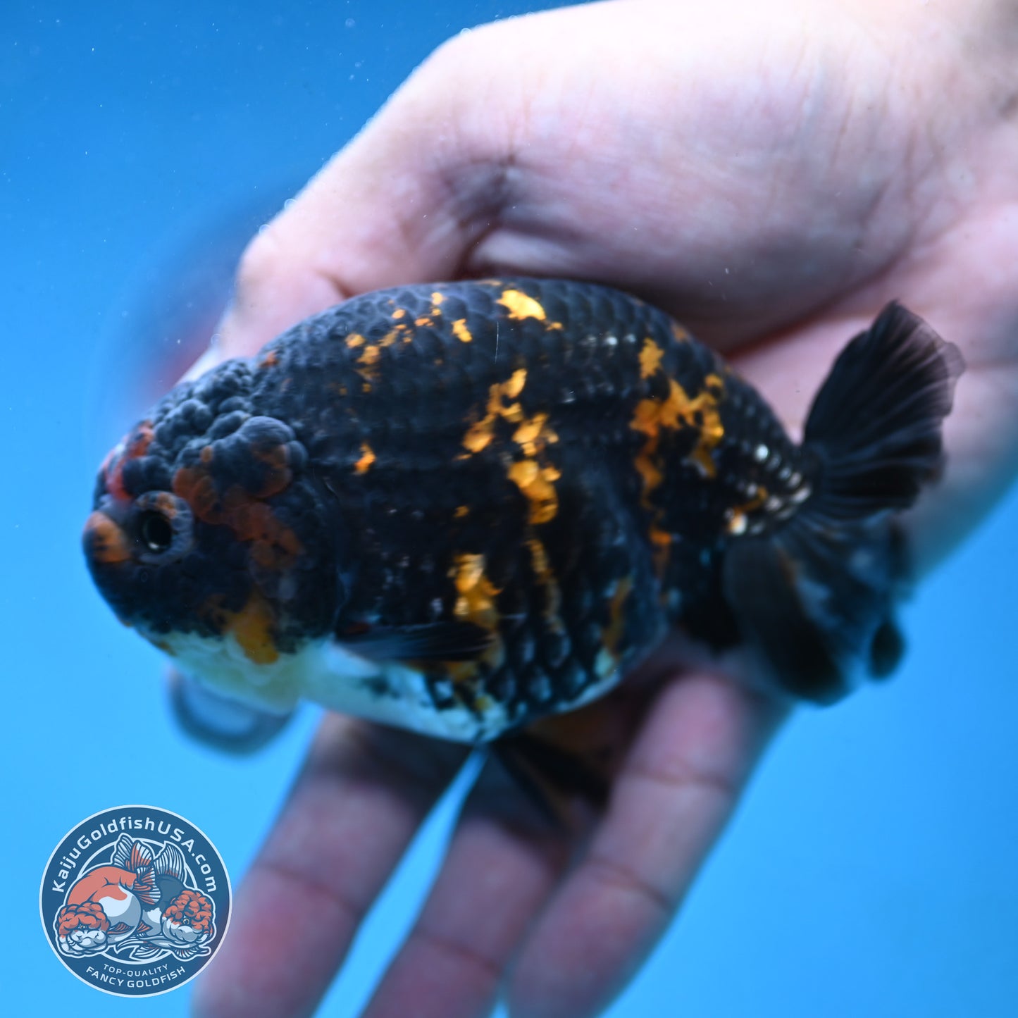 Heavy Ink Tiger Ranchu 4 inch Body (250926_RC07)