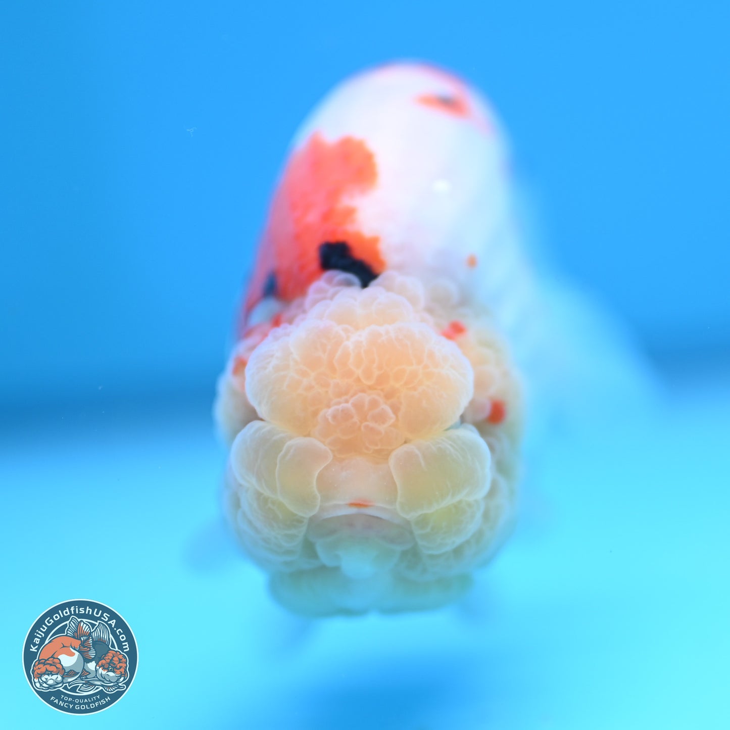 Tricolor Sakura Ranchu 4.5 inches (241025_RC07) - Kaiju Goldfish USA