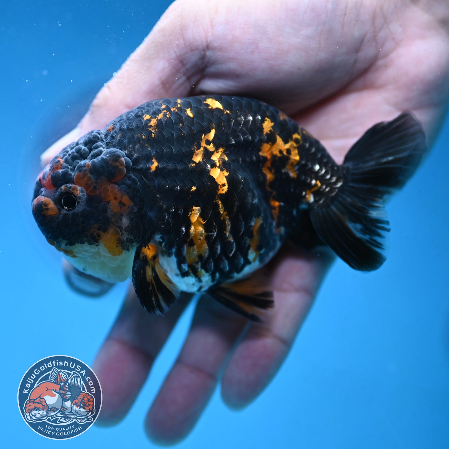 Heavy Ink Tiger Ranchu 4 inch Body (250926_RC07)