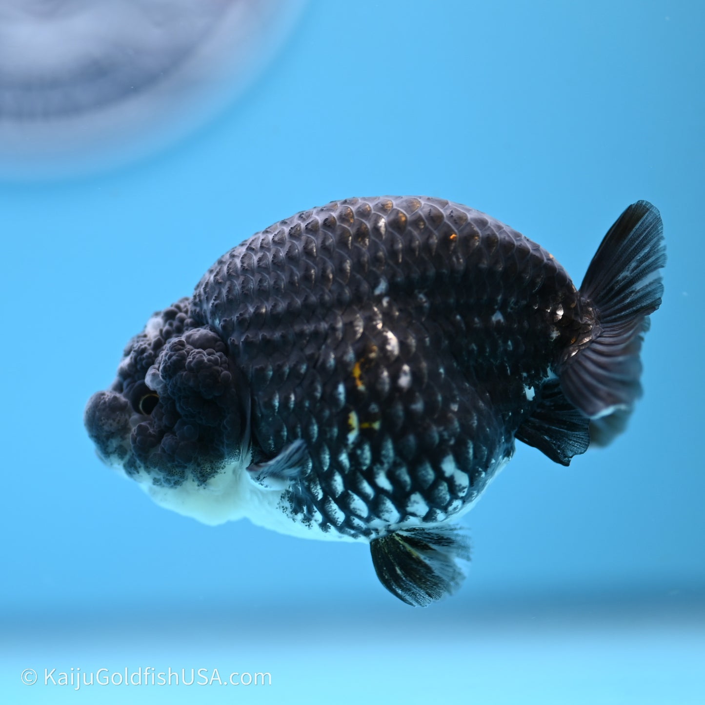 Black Metallic Ranchu 3.2 in Body (240719_RC07) - Kaiju Goldfish USA