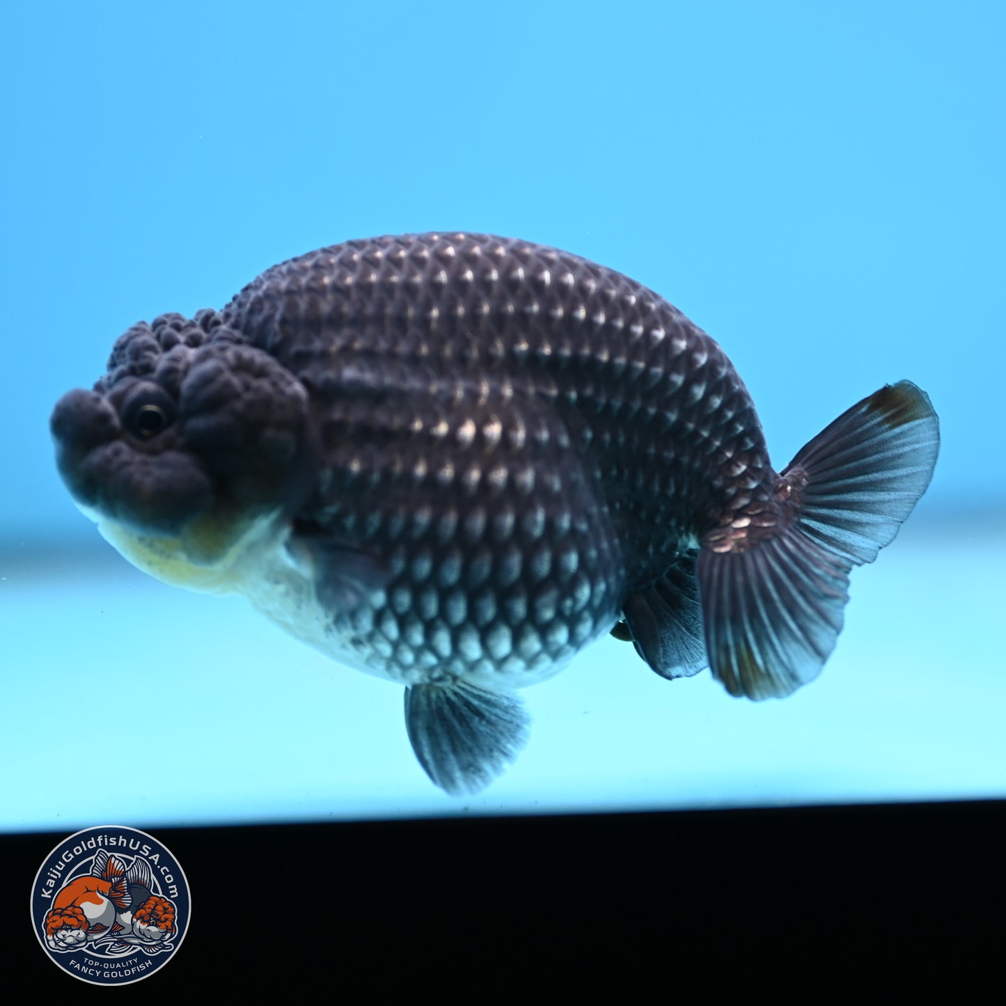 Platinum Ranchu 3.5 in Body (240809_RC07) - Kaiju Goldfish USA