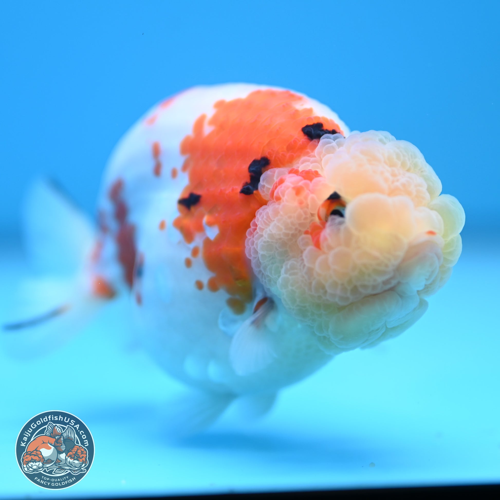 Tricolor Sakura Ranchu 4.5 inches (241025_RC07) - Kaiju Goldfish USA