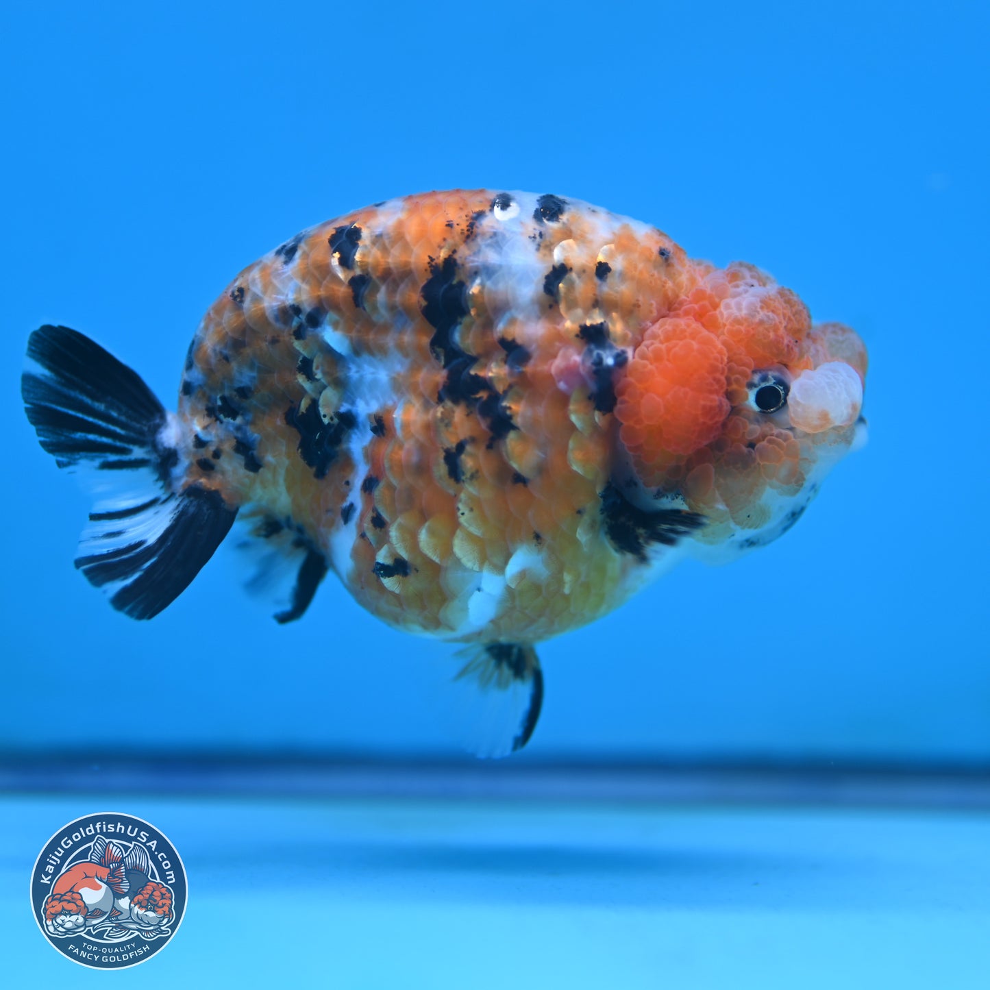 Tricolor Sakura Ranchu 3.75 inches Body - Female (250117_RC07)