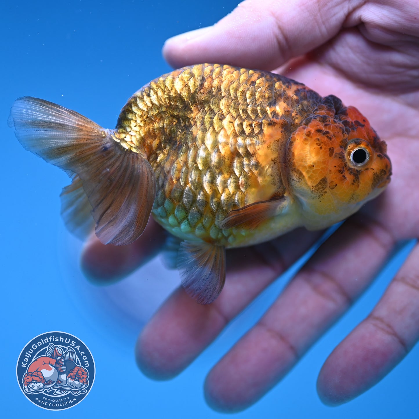 Juvenile Tiger Ranchu 3 inch Body (250919_RC07)