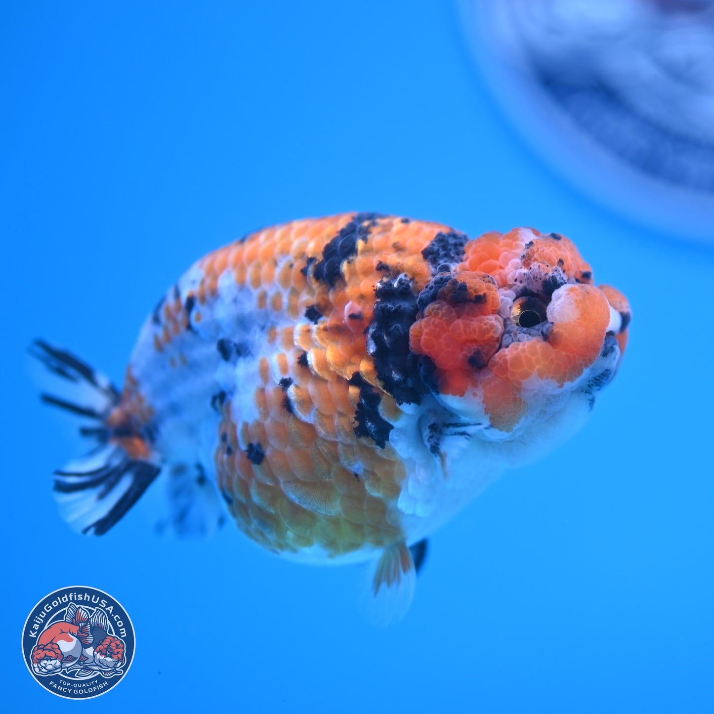 Tricolor Sakura Ranchu 3.75 inches Body - Female (241227_RC07)