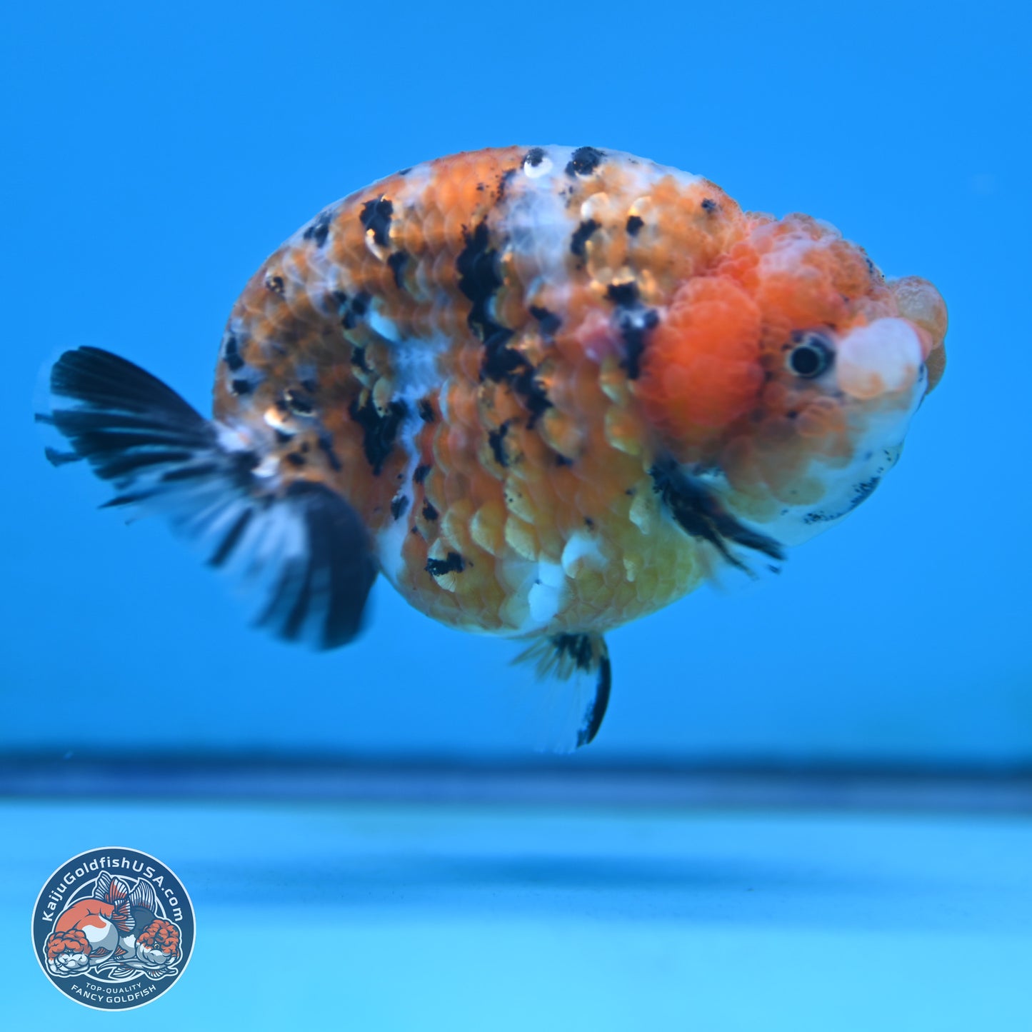 Tricolor Sakura Ranchu 3.75 inches Body - Female (250117_RC07)