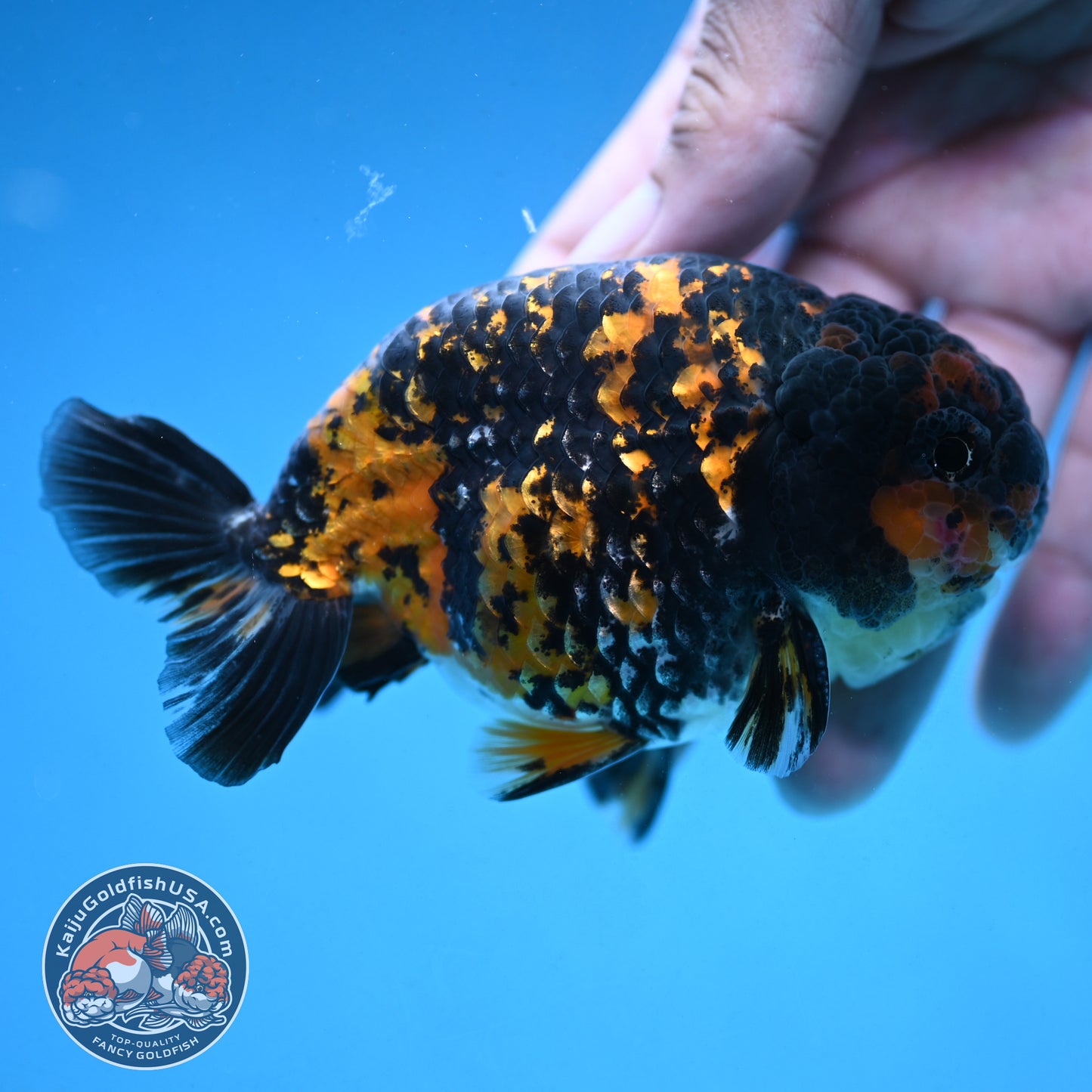 Heavy Ink Tiger Ranchu 4 inch Body (250926_RC07)