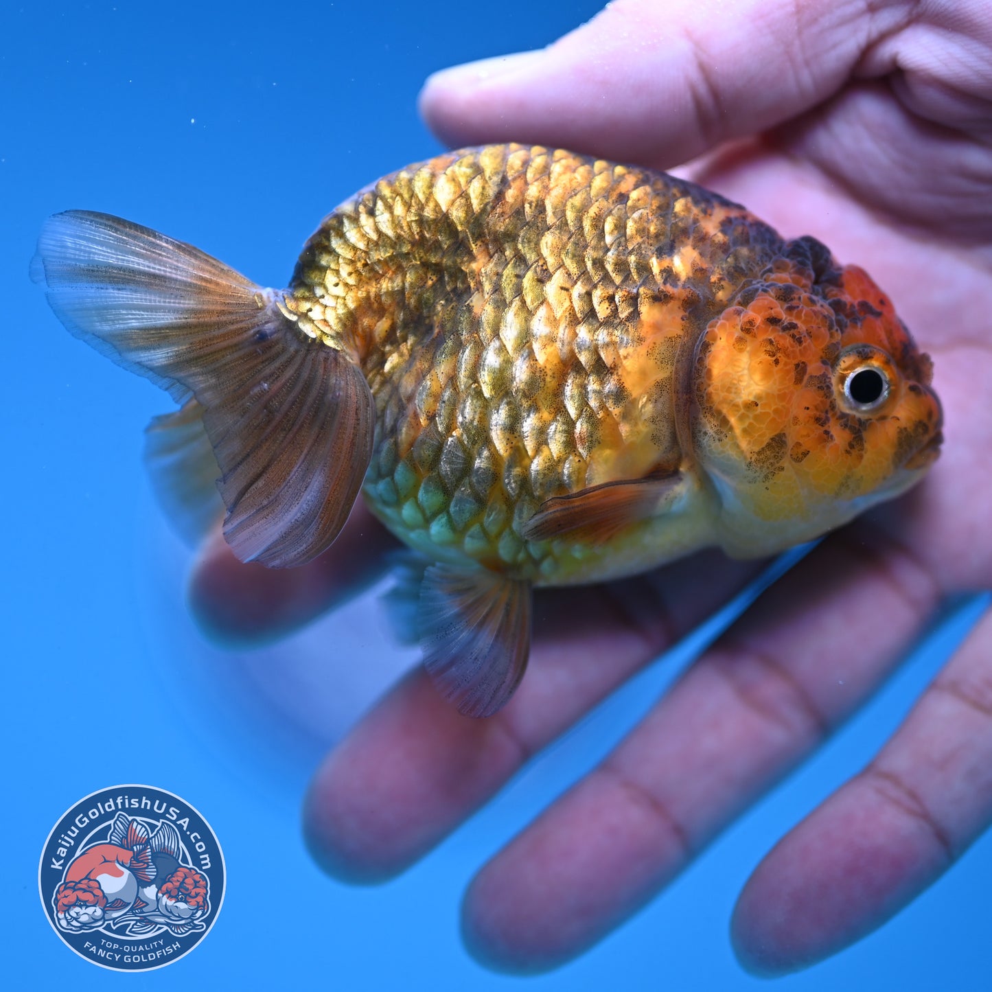 Juvenile Tiger Ranchu 3 inch Body (250919_RC07)