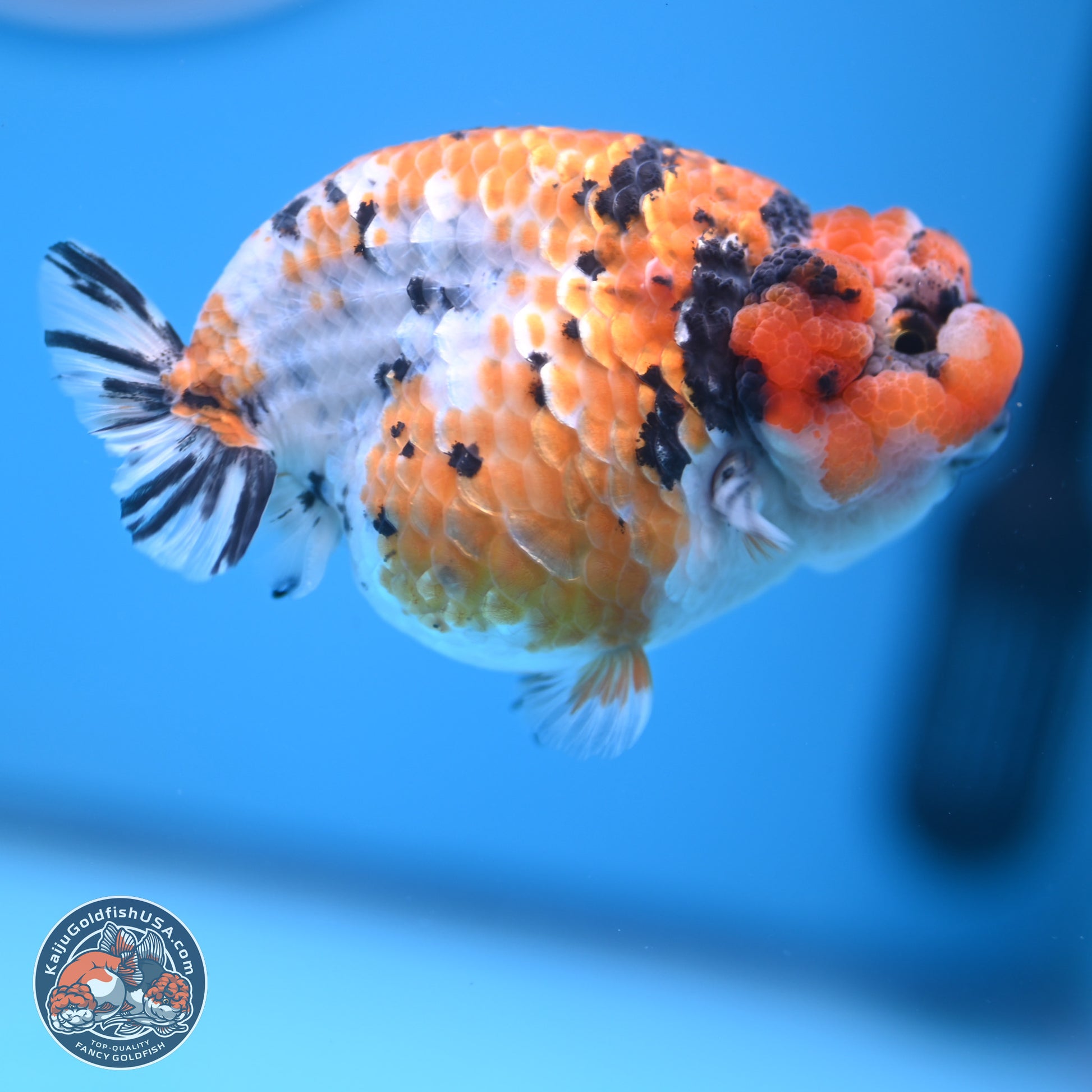 Tricolor Sakura Ranchu 3.75 inches Body - Female (241227_RC07) - Kaiju Goldfish USA