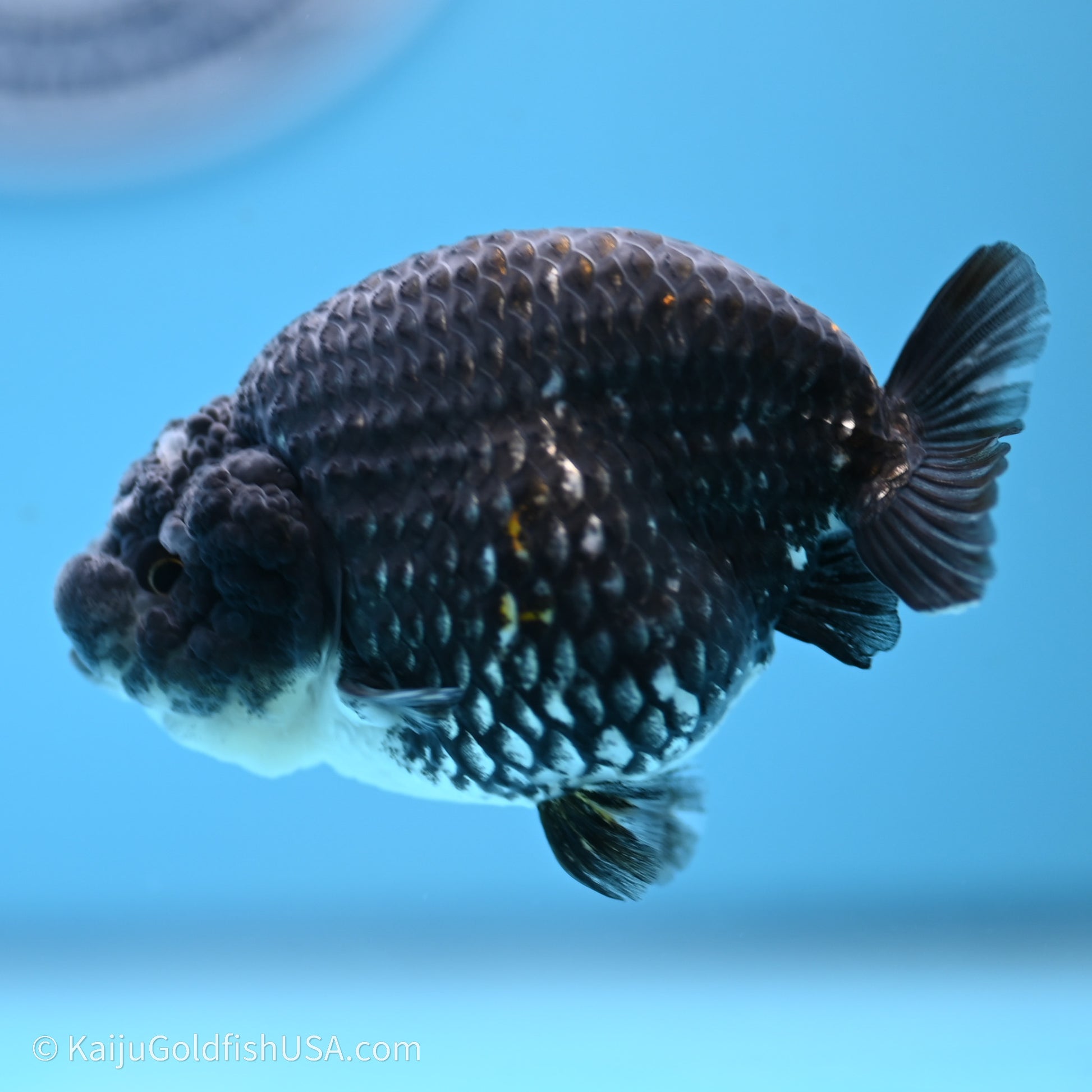 Black Metallic Ranchu 3.2 in Body (240719_RC07) - Kaiju Goldfish USA