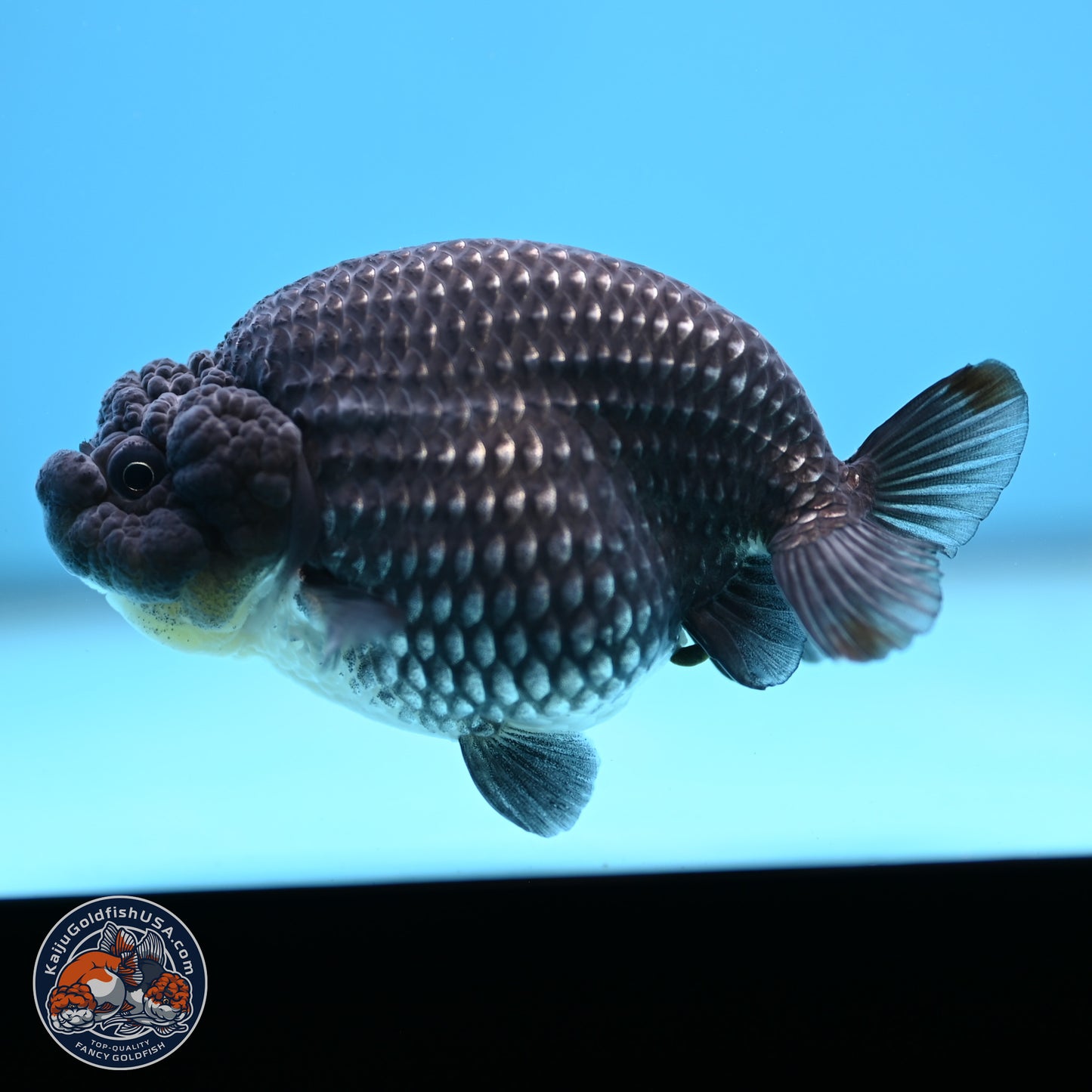 Platinum Ranchu 3.5 in Body (240809_RC07) - Kaiju Goldfish USA