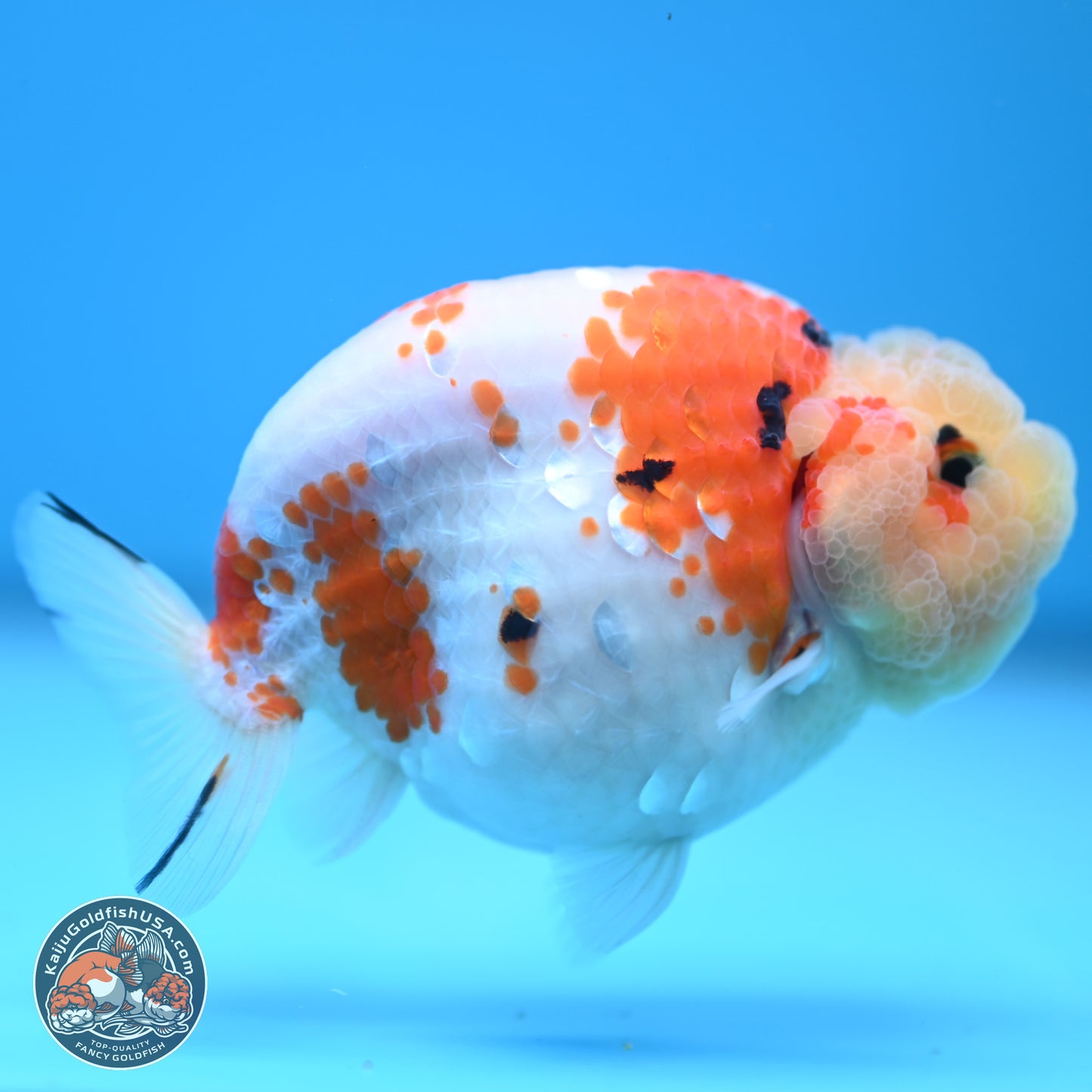 Tricolor Sakura Ranchu 4.5 inches (241025_RC07) - Kaiju Goldfish USA