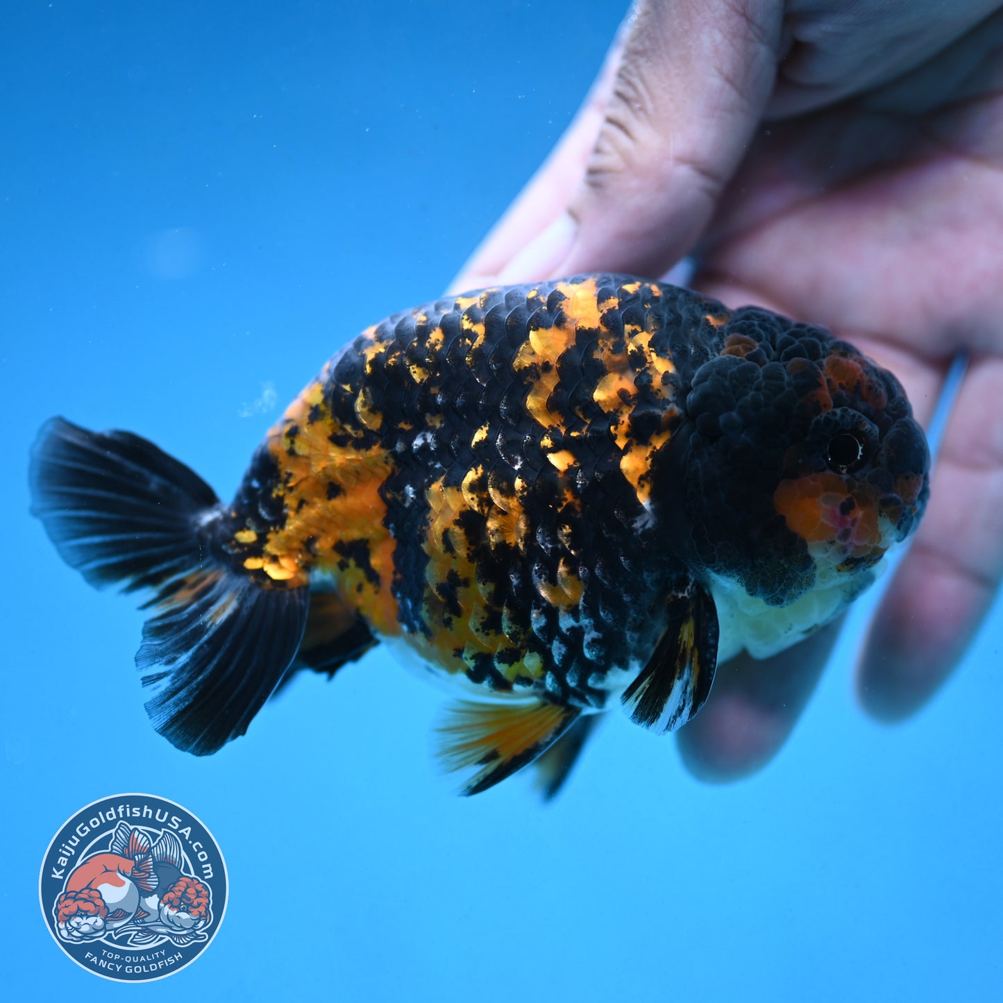 Heavy Ink Tiger Ranchu 4 inch Body (250926_RC07)
