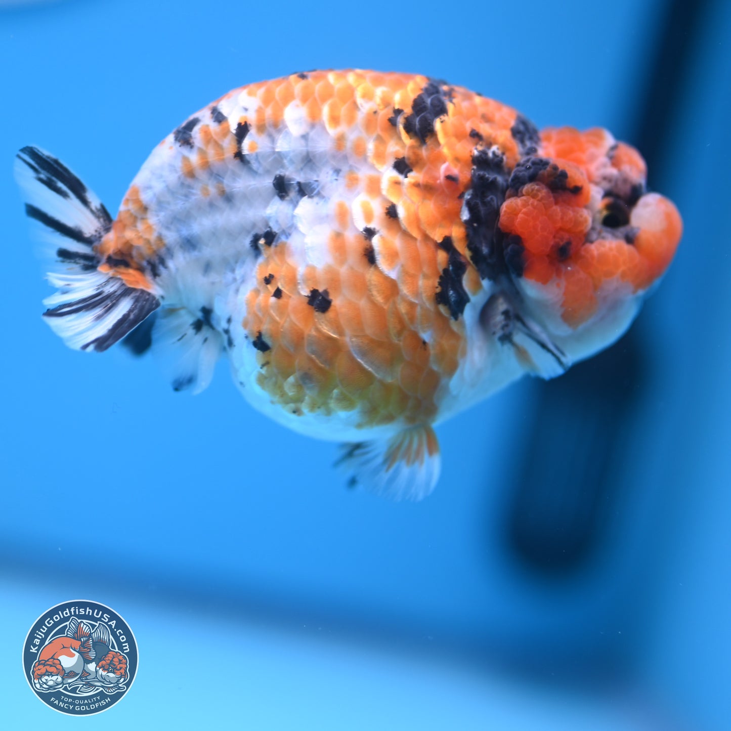 Tricolor Sakura Ranchu 3.75 inches Body - Female (241227_RC07) - Kaiju Goldfish USA