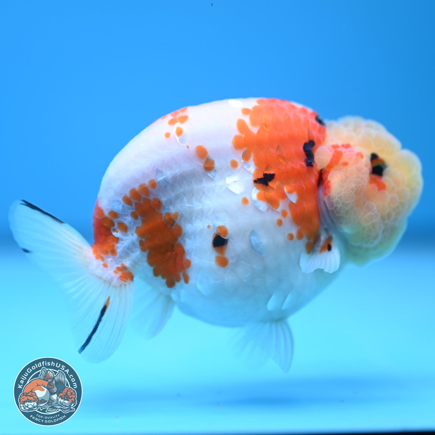 Tricolor Sakura Ranchu 4.5 inches (241025_RC07) - Kaiju Goldfish USA