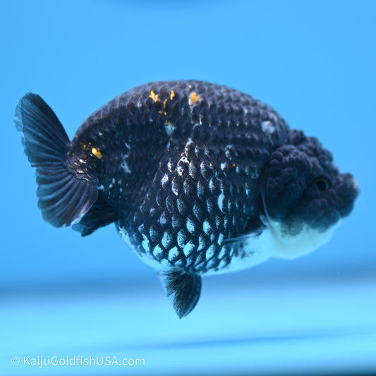 Black Metallic Ranchu 3.2 in Body (240719_RC07) - Kaiju Goldfish USA