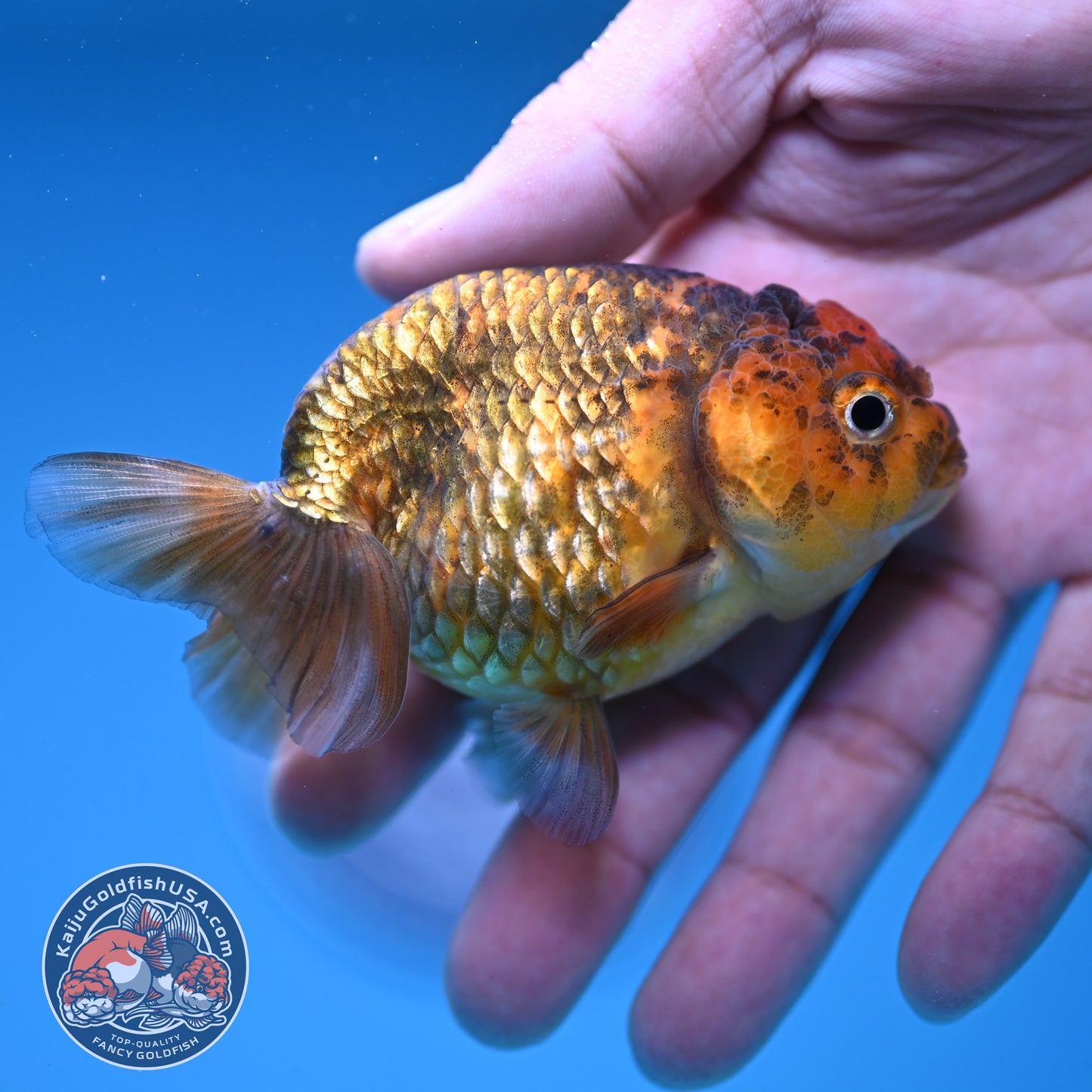Juvenile Tiger Ranchu 3 inch Body (250919_RC07)