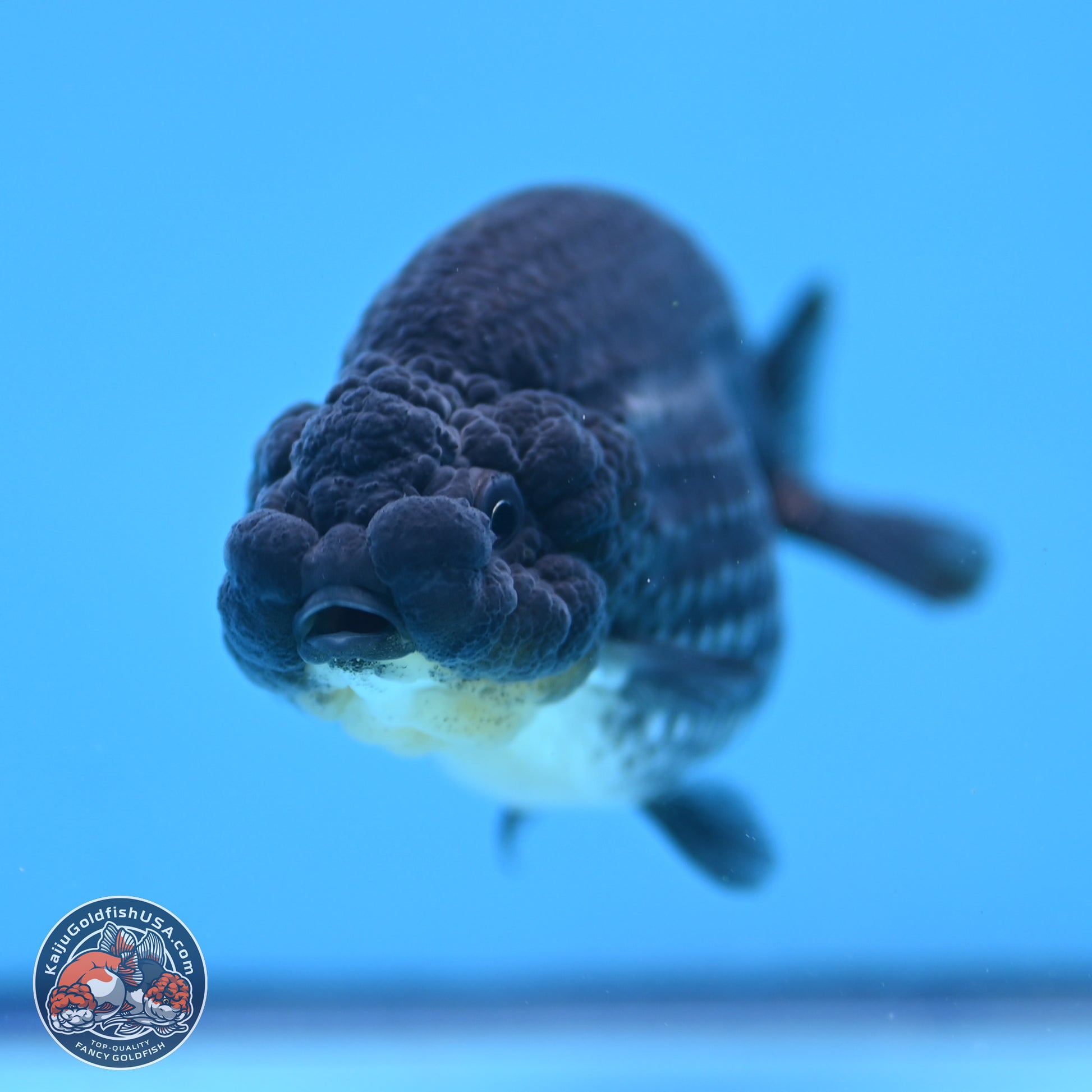 Platinum Ranchu 3.5 in Body (240809_RC07) - Kaiju Goldfish USA