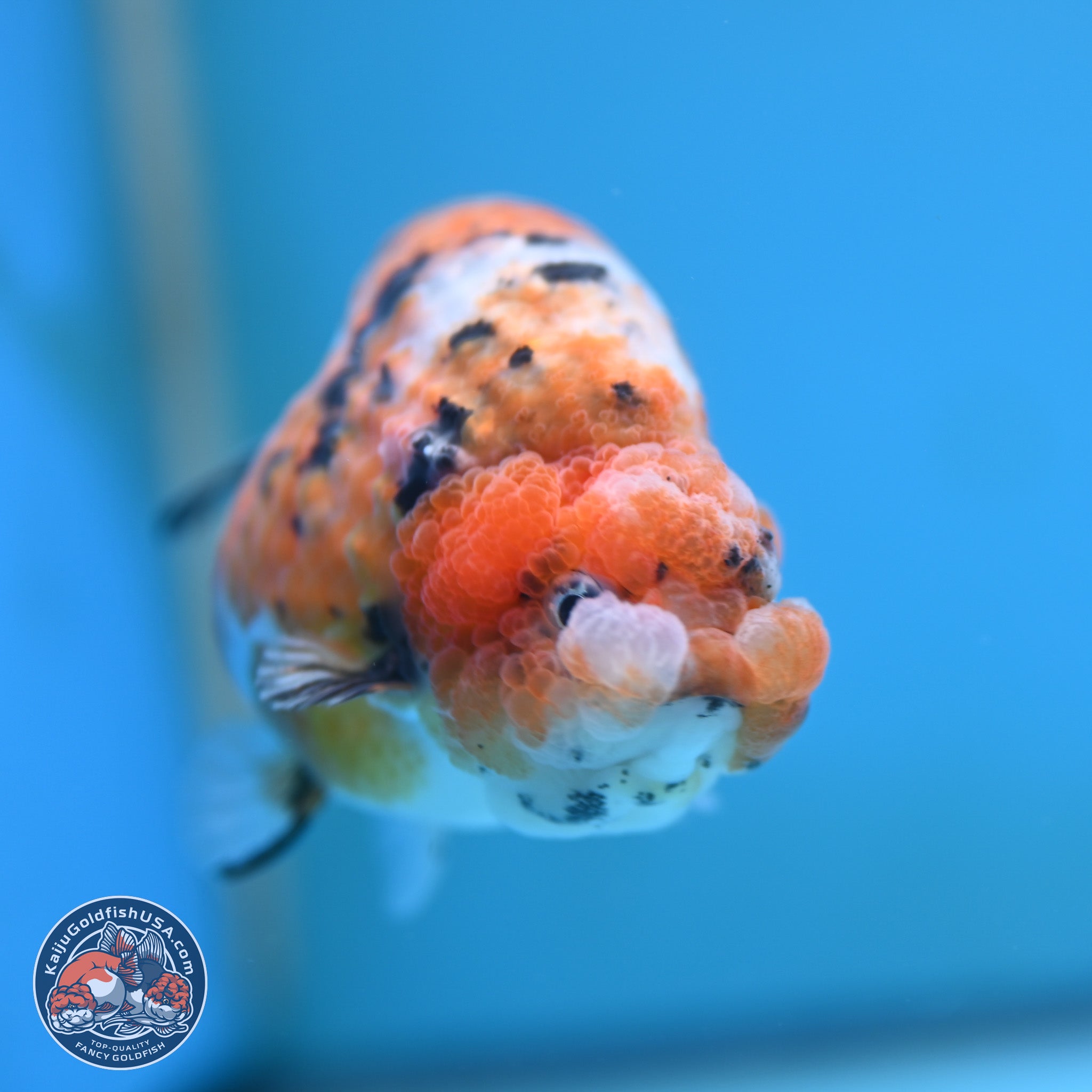 Tricolor Sakura Ranchu Goldfish for Sale | Kaiju Goldfish USA