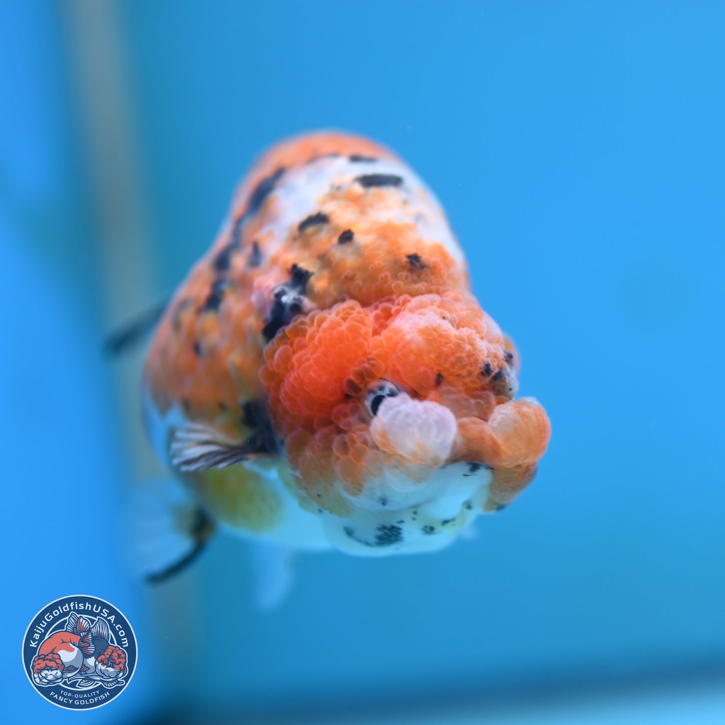 Tricolor Sakura Ranchu 3.75 inches Body - Female (250117_RC07)