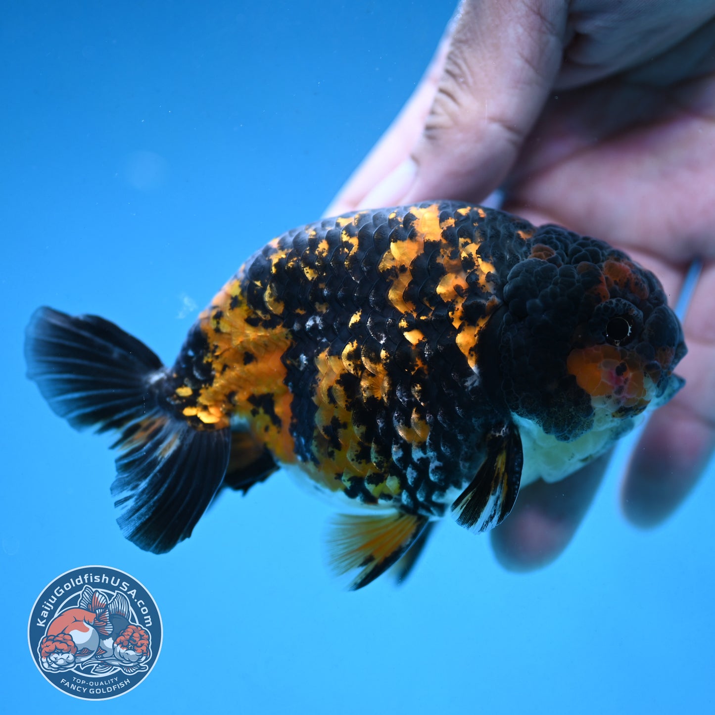 Heavy Ink Tiger Ranchu 4 inch Body (250926_RC07)