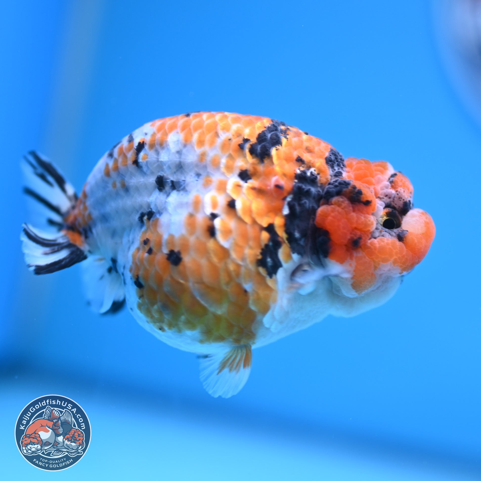 Tricolor Sakura Ranchu 3.75 inches Body - Female (241227_RC07) - Kaiju Goldfish USA