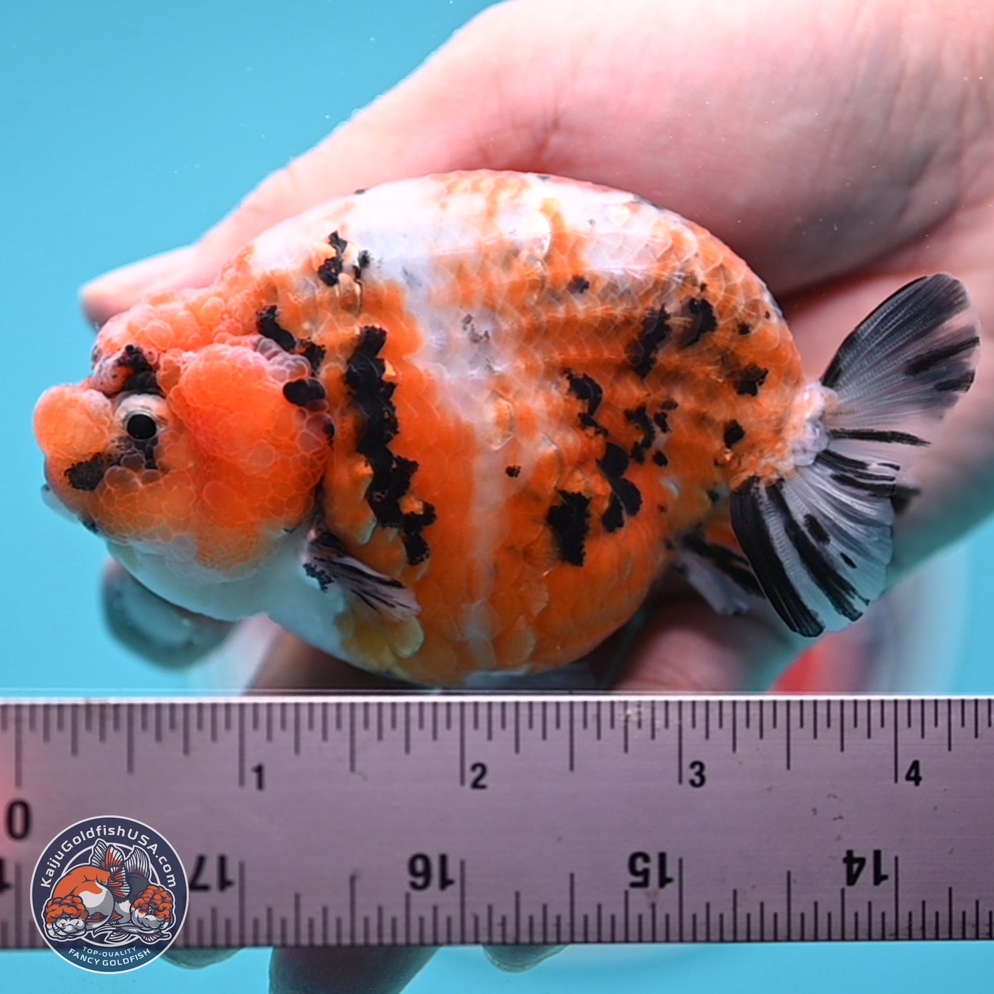 Tricolor Sakura Ranchu 3.75 inches Body - Female (250117_RC07)