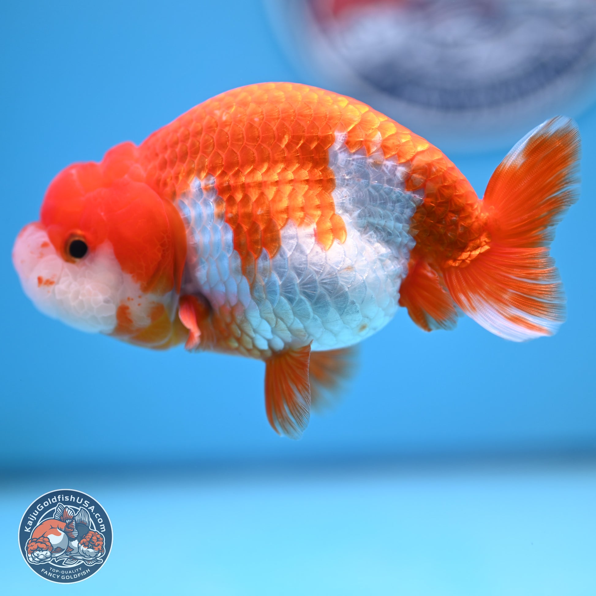 Red White Buffalo Ranchu 4-5 in (241011_RC07) - Kaiju Goldfish USA