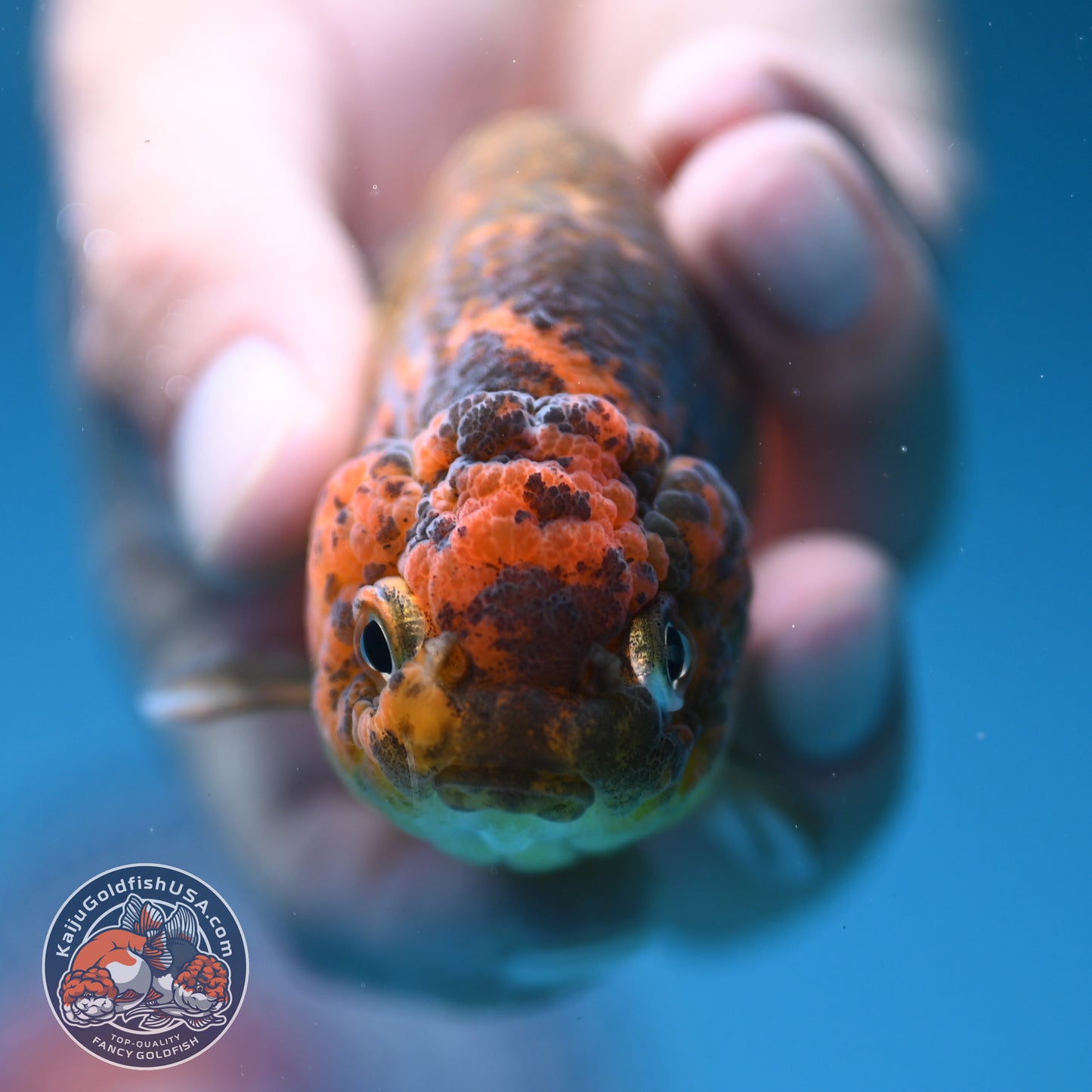 Juvenile Tiger Ranchu 3 inch Body (250919_RC07)