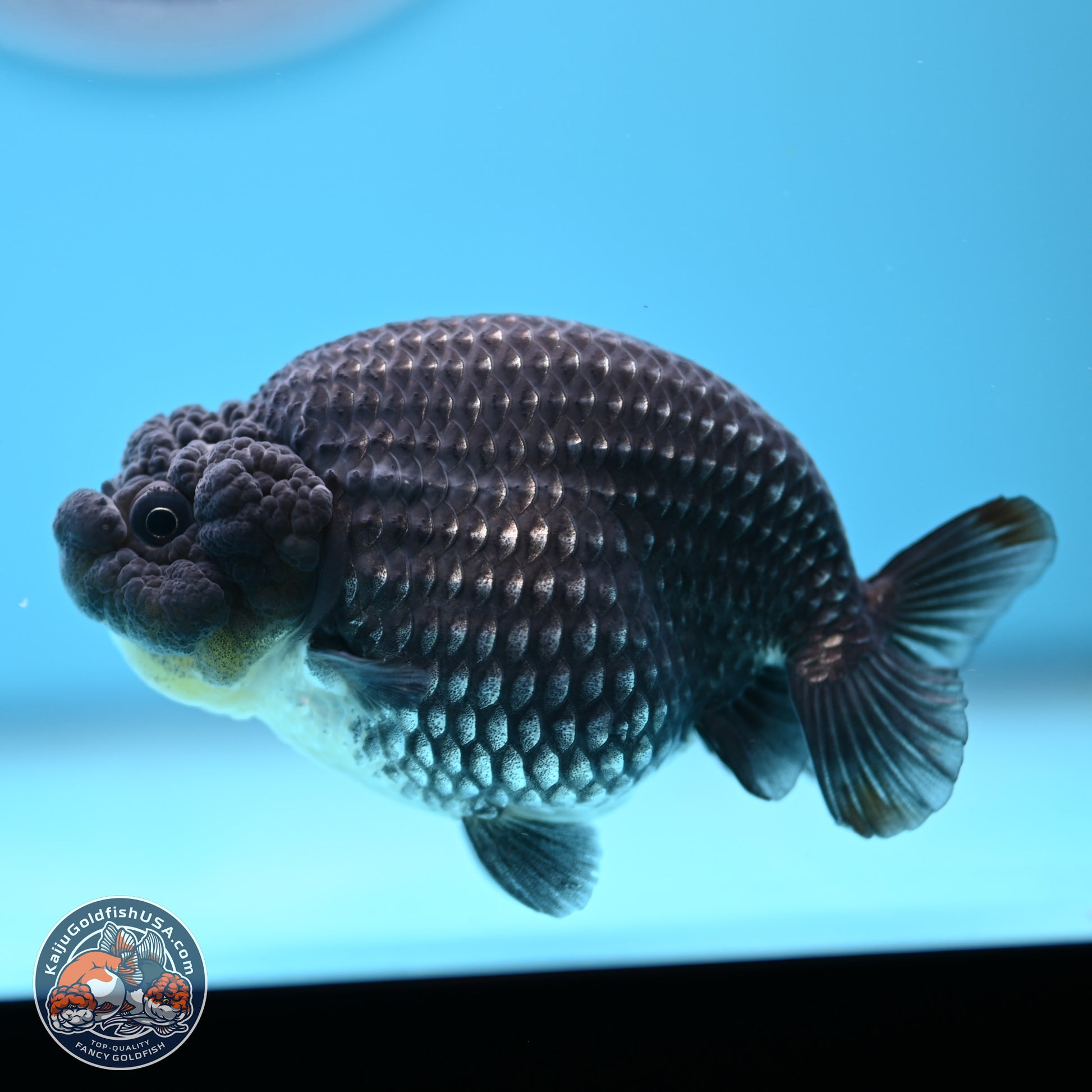 Platinum Ranchu 3.5 in Body (240809_RC07) - Kaiju Goldfish USA