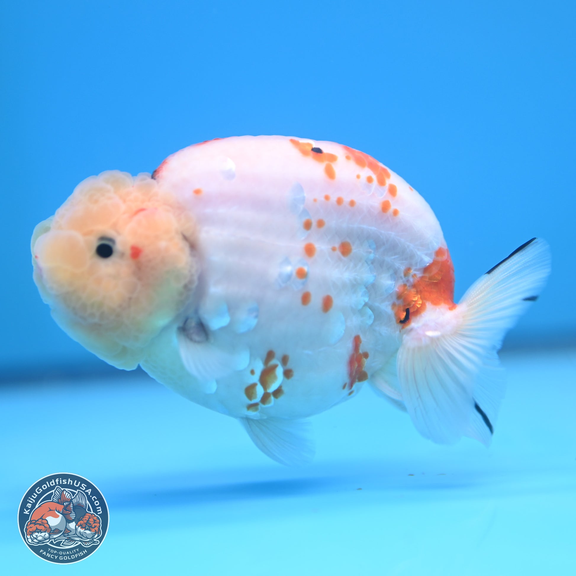 Tricolor Sakura Ranchu 4.5 inches (241025_RC07) - Kaiju Goldfish USA