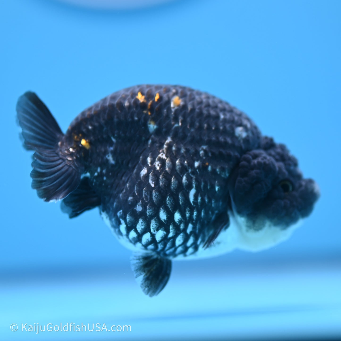 Black Metallic Ranchu 3.2 in Body (240719_RC07) - Kaiju Goldfish USA