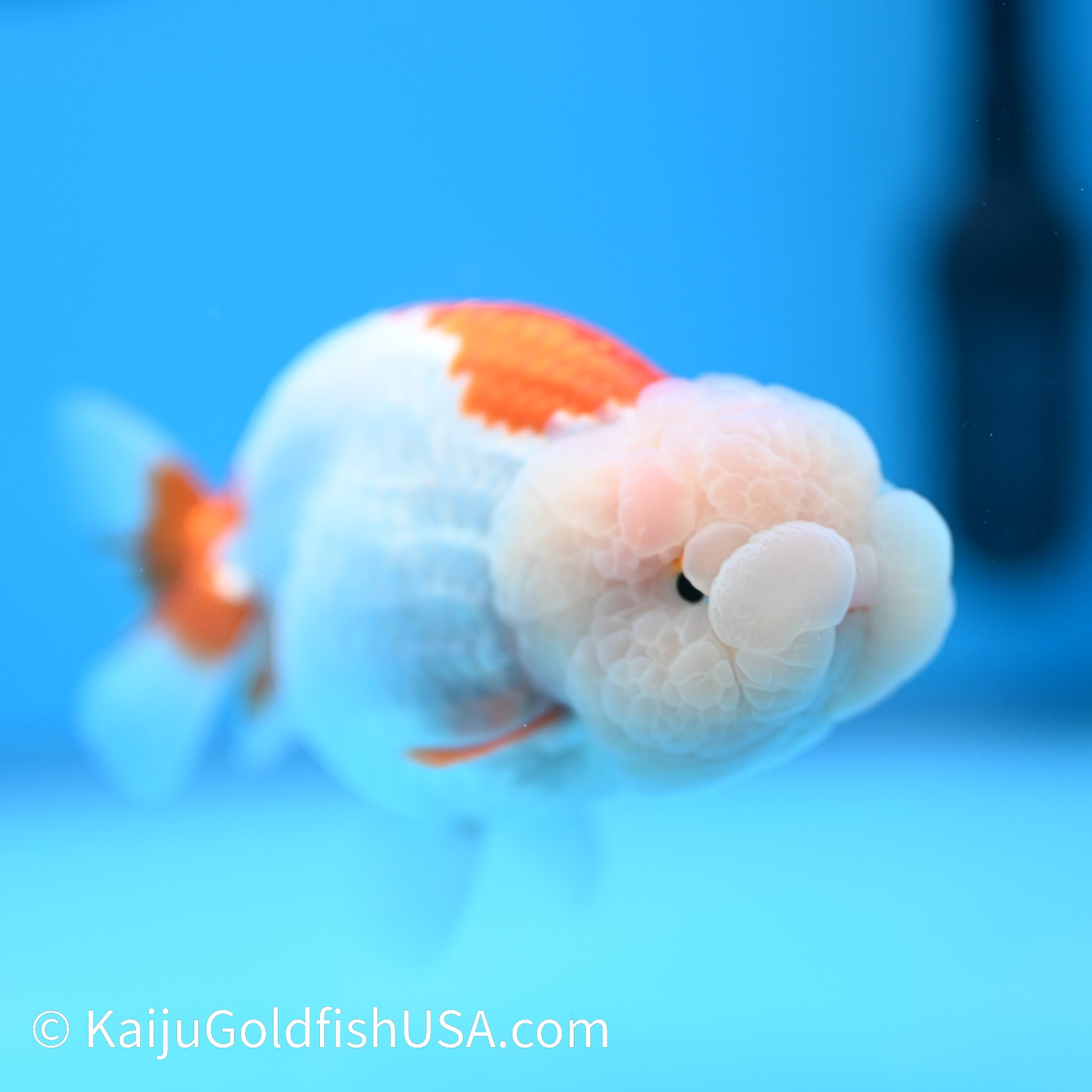 Lemon Head Red White Buffalo Ranchu 4.5 - 5 inches (240301_RC07) - Kaiju Goldfish USA