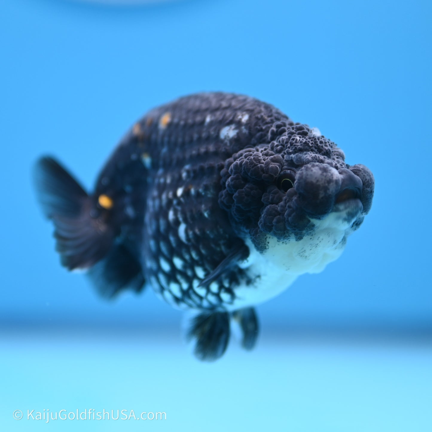 Black Metallic Ranchu 3.2 in Body (240719_RC07) - Kaiju Goldfish USA