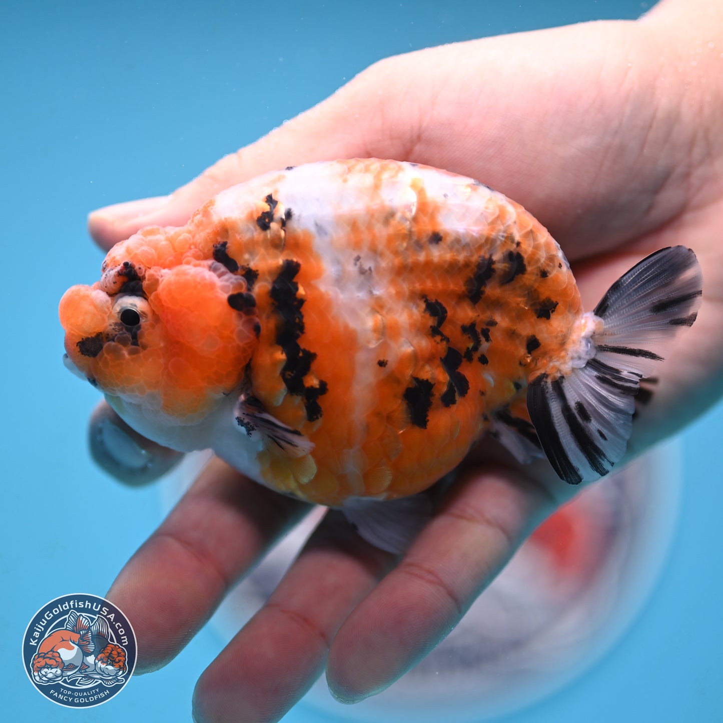 Tricolor Sakura Ranchu 3.75 inches Body - Female (250117_RC07)