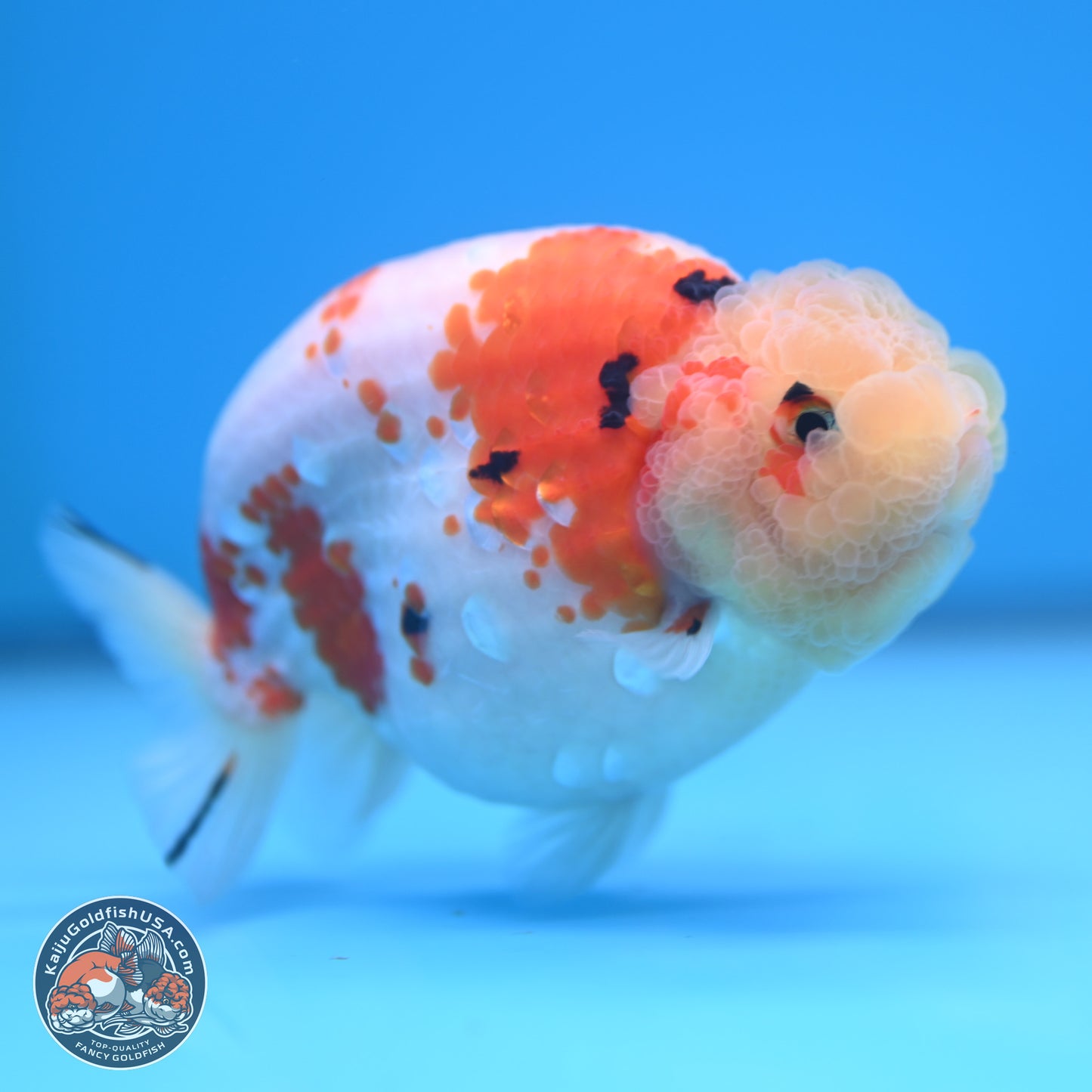 Tricolor Sakura Ranchu 4.5 inches (241025_RC07) - Kaiju Goldfish USA