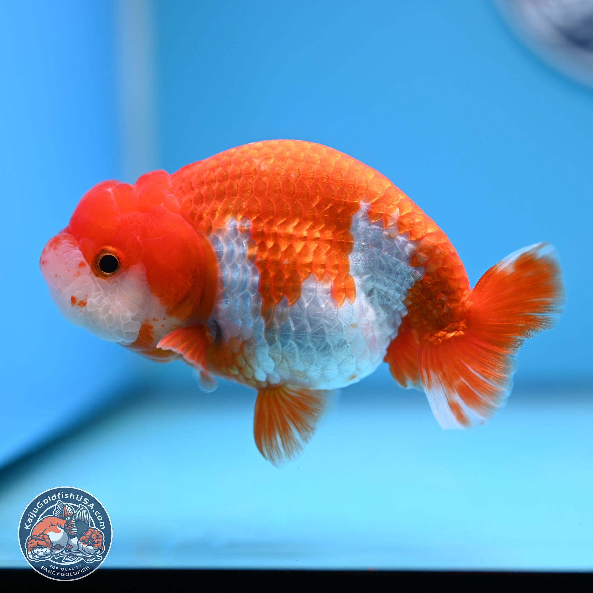 Red White Buffalo Ranchu 4-5 in (241011_RC07) - Kaiju Goldfish USA