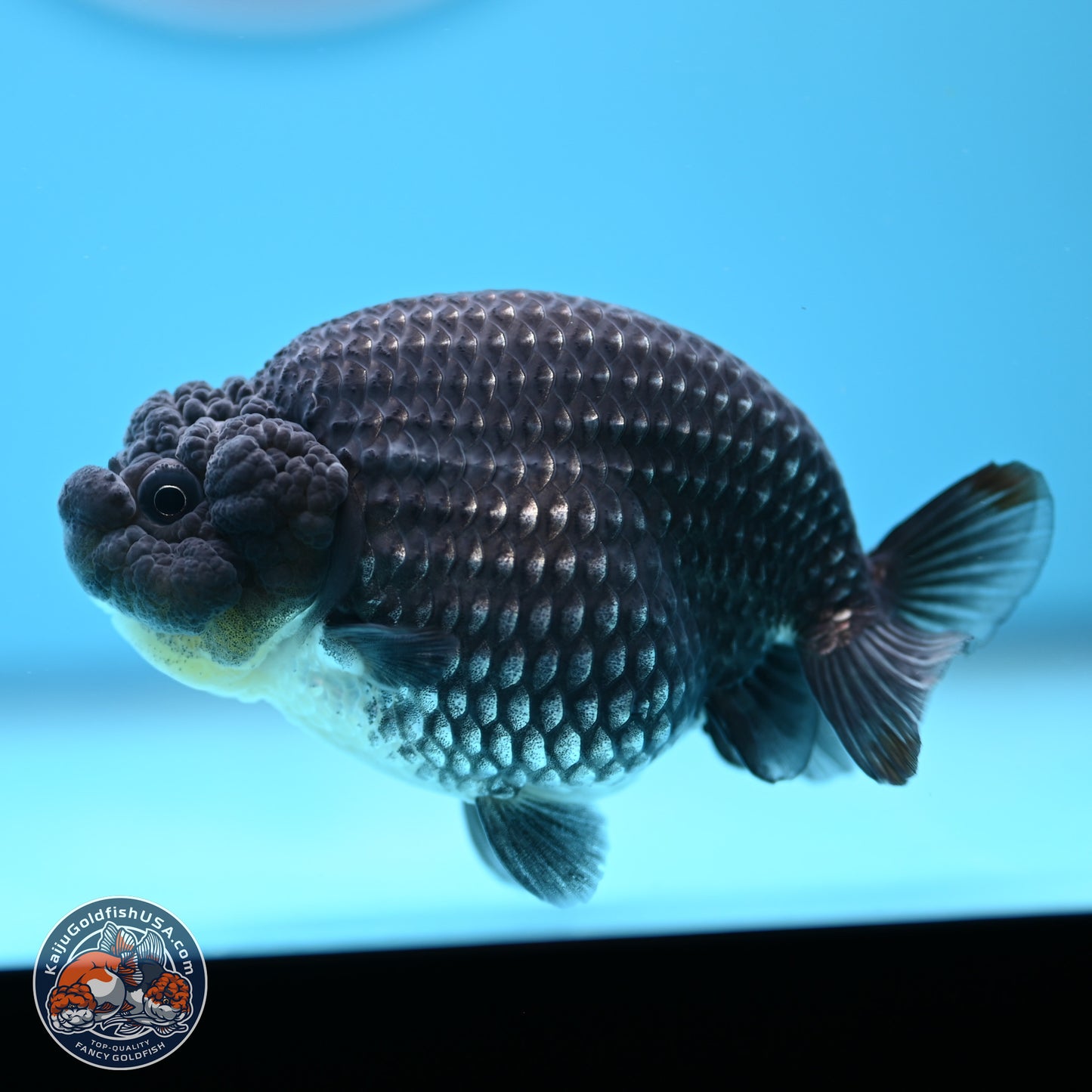 Platinum Ranchu 3.5 in Body (240809_RC07) - Kaiju Goldfish USA