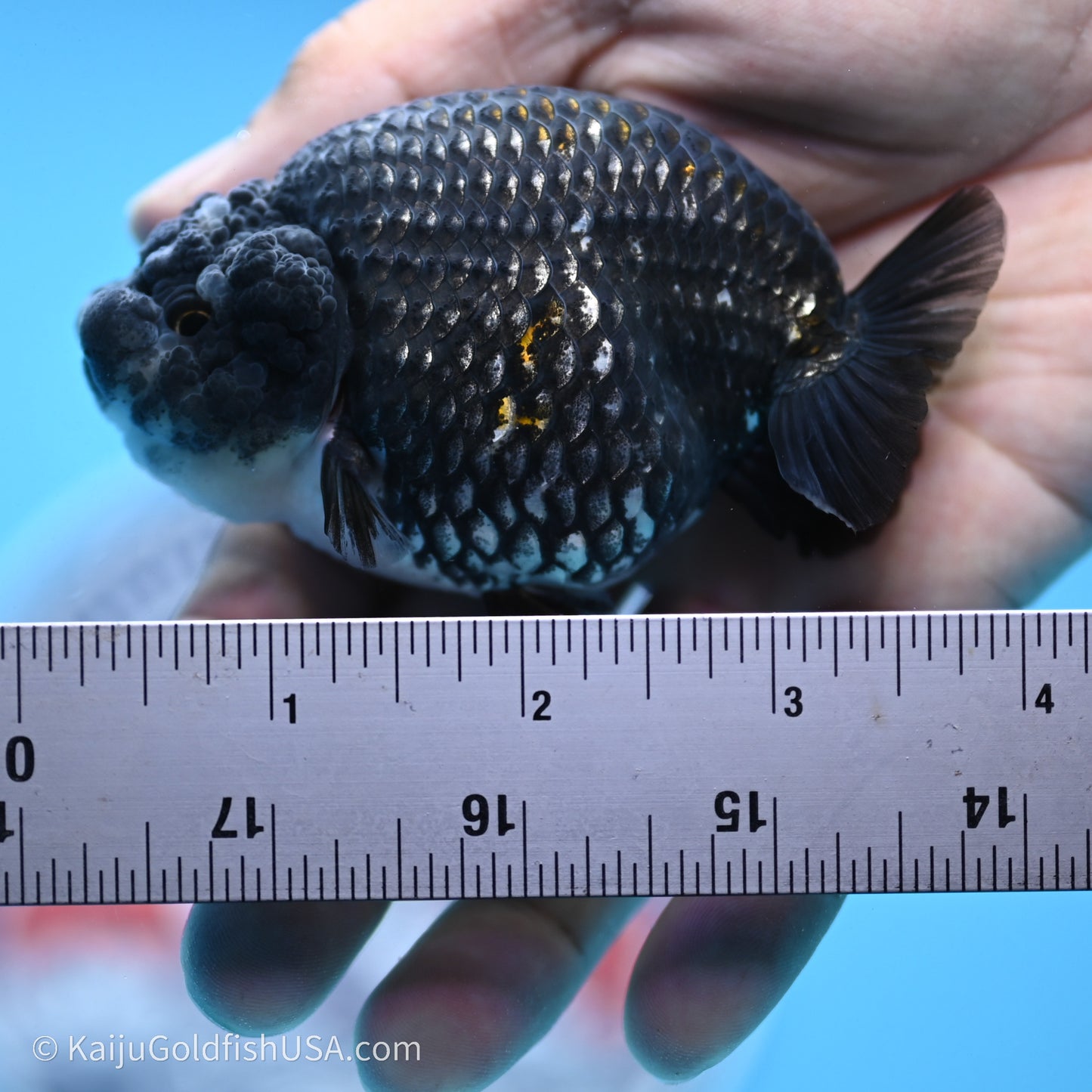 Black Metallic Ranchu 3.2 in Body (240719_RC07) - Kaiju Goldfish USA