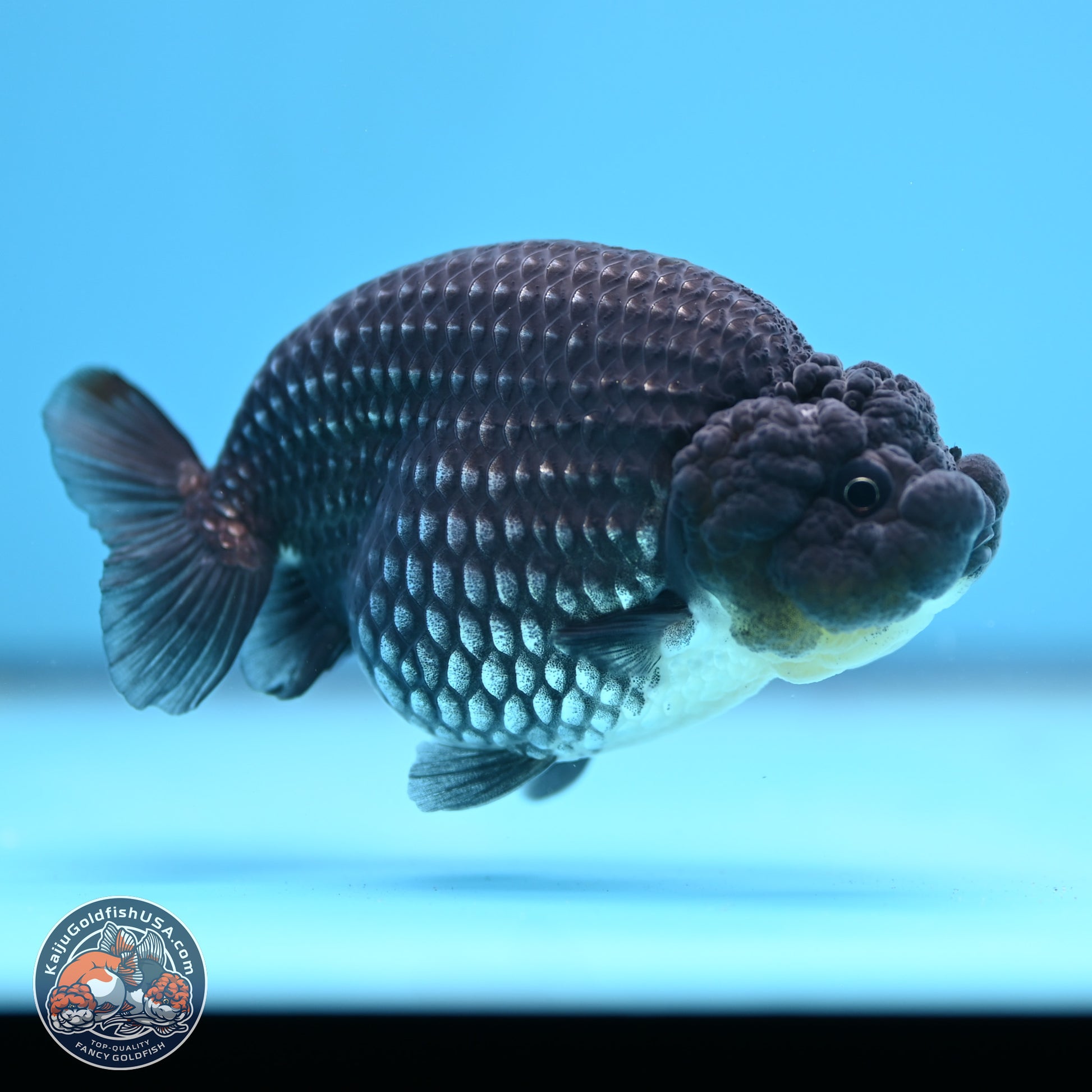 Platinum Ranchu 3.5 in Body (240809_RC07) - Kaiju Goldfish USA