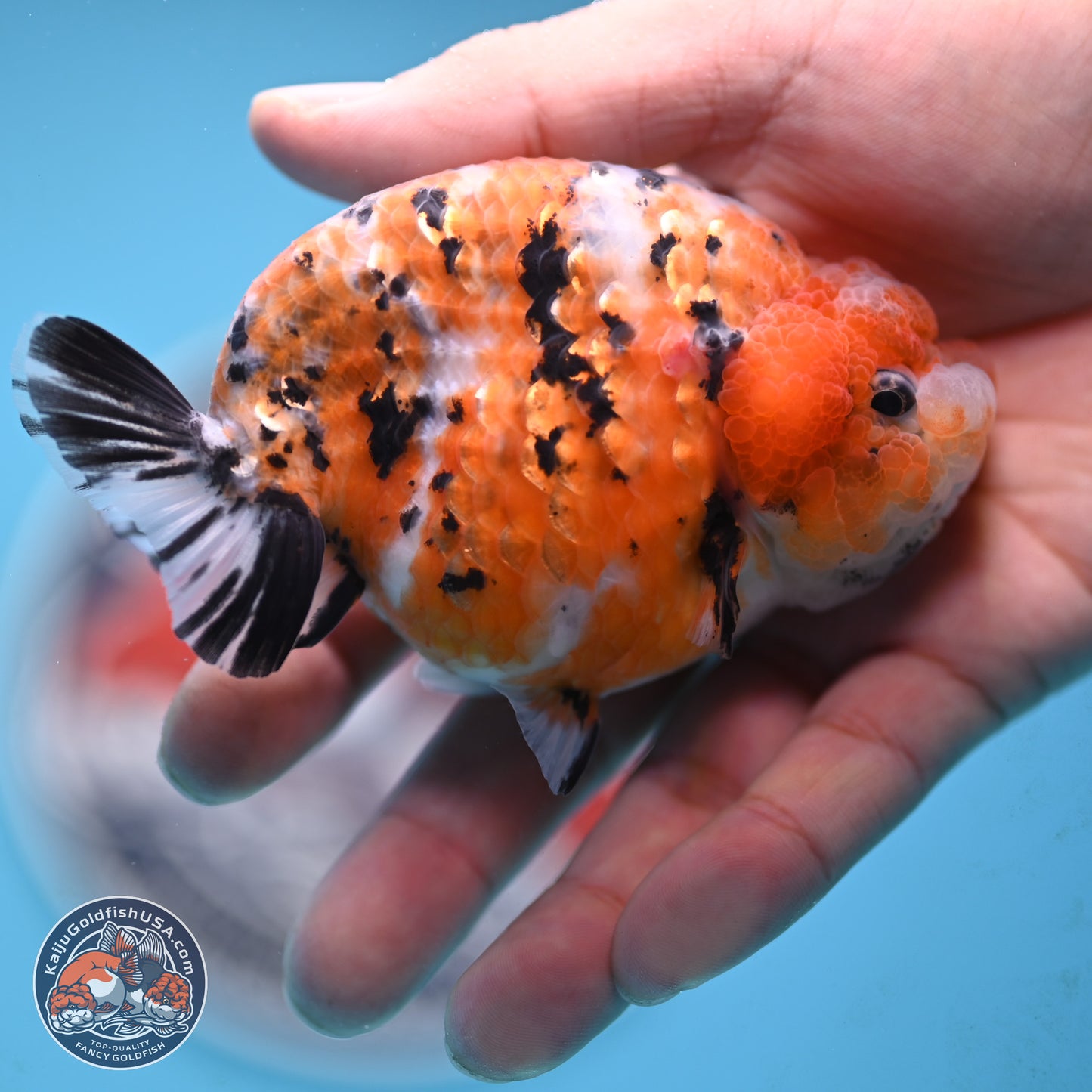 Tricolor Sakura Ranchu 3.75 inches Body - Female (250117_RC07)