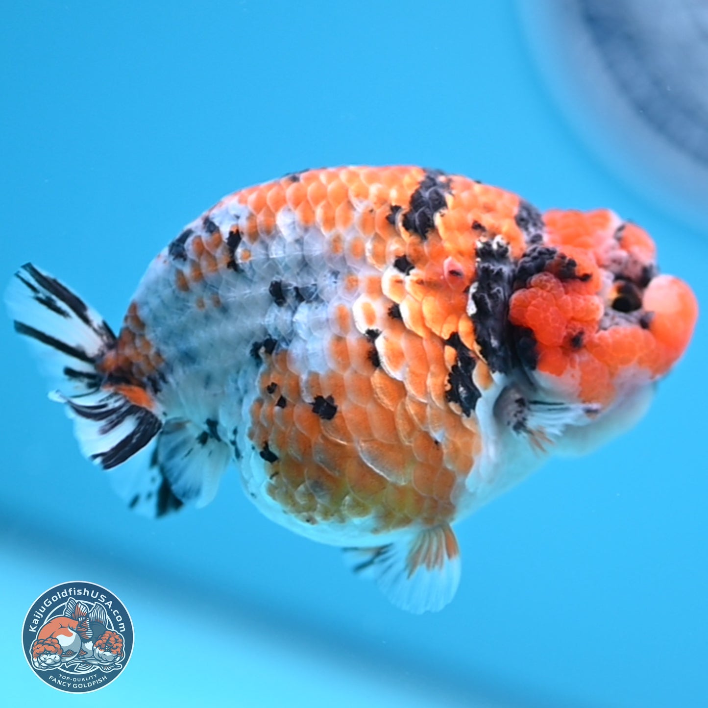 Tricolor Sakura Ranchu 3.75 inches Body - Female (241227_RC07) - Kaiju Goldfish USA