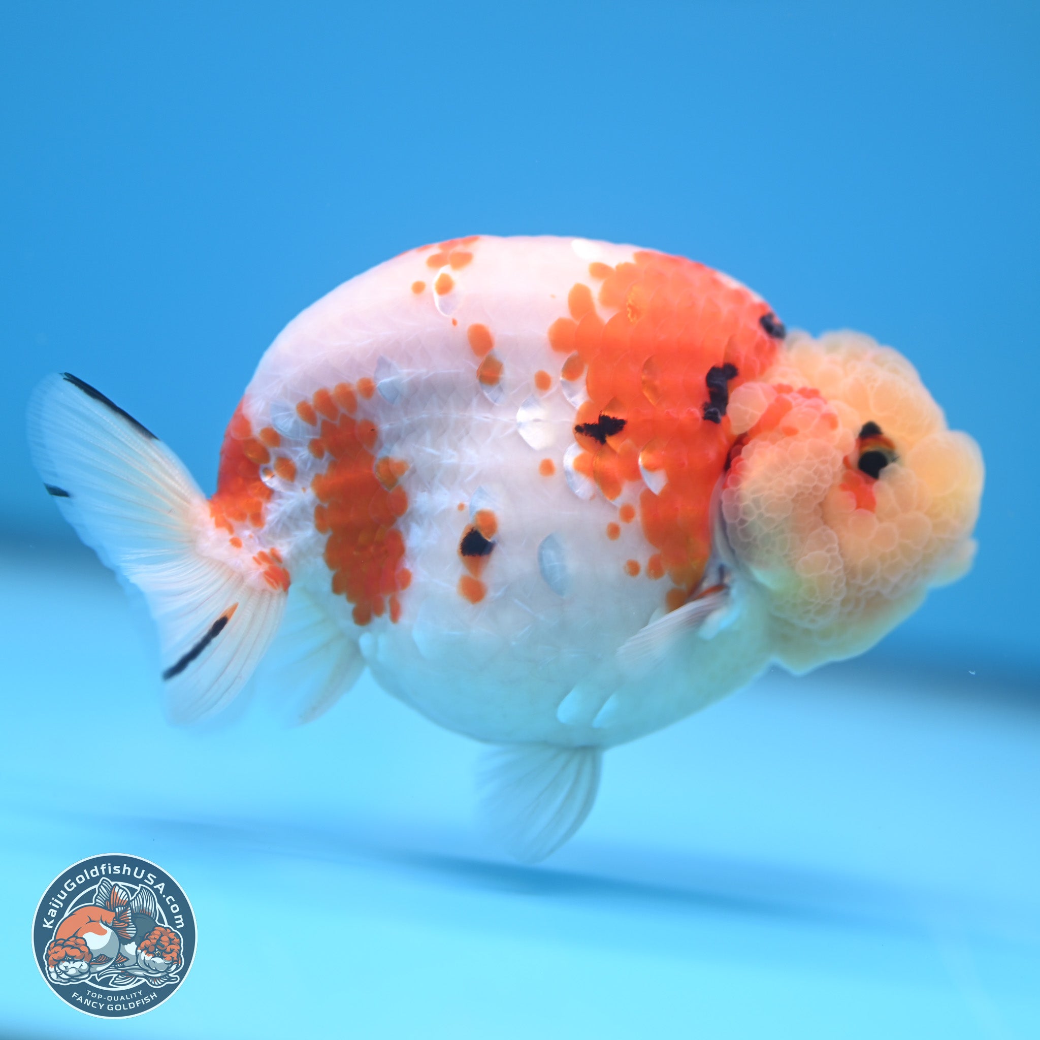 Tricolor Sakura Ranchu Goldfish for Sale | Kaiju Goldfish USA