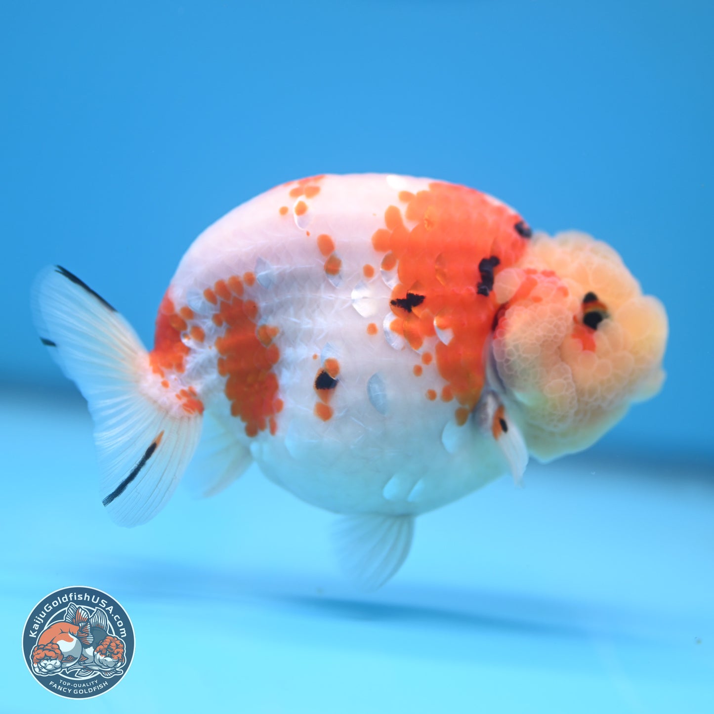 Tricolor Sakura Ranchu 4.5 inches (241025_RC07) - Kaiju Goldfish USA