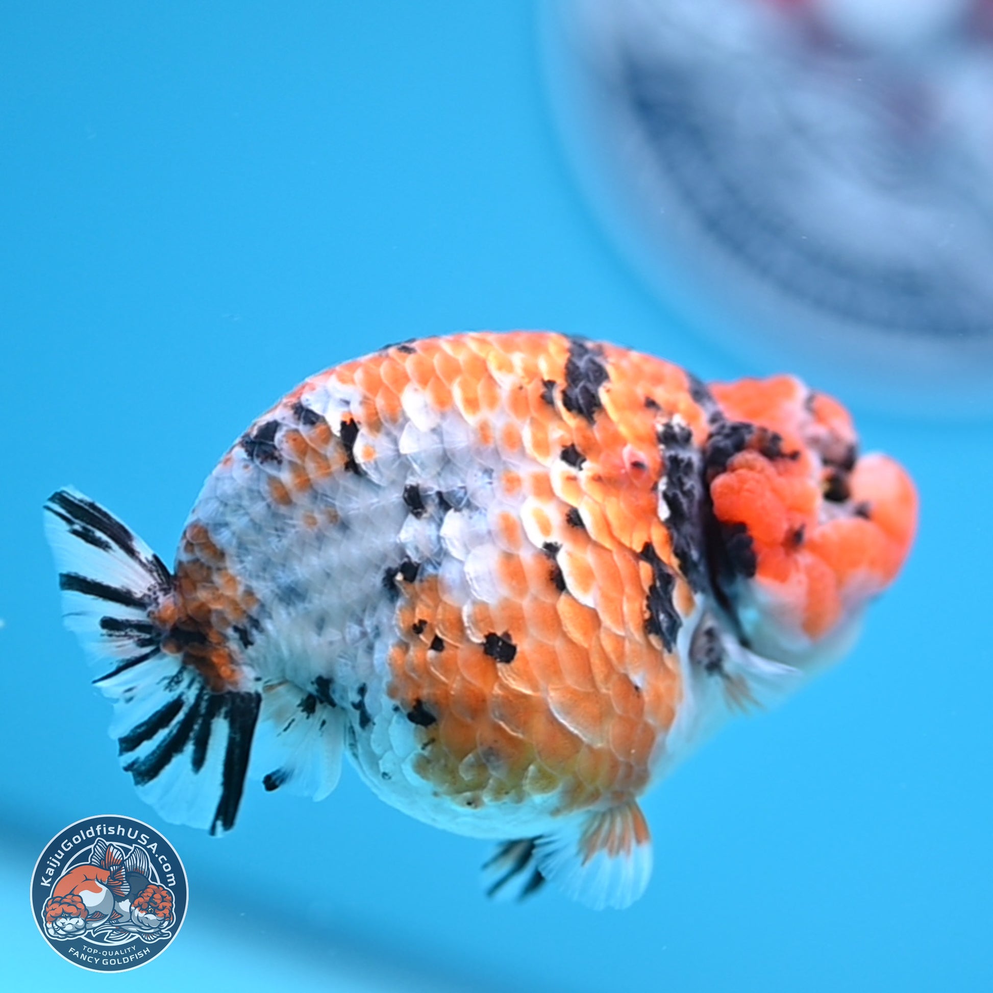 Tricolor Sakura Ranchu 3.75 inches Body - Female (241227_RC07) - Kaiju Goldfish USA