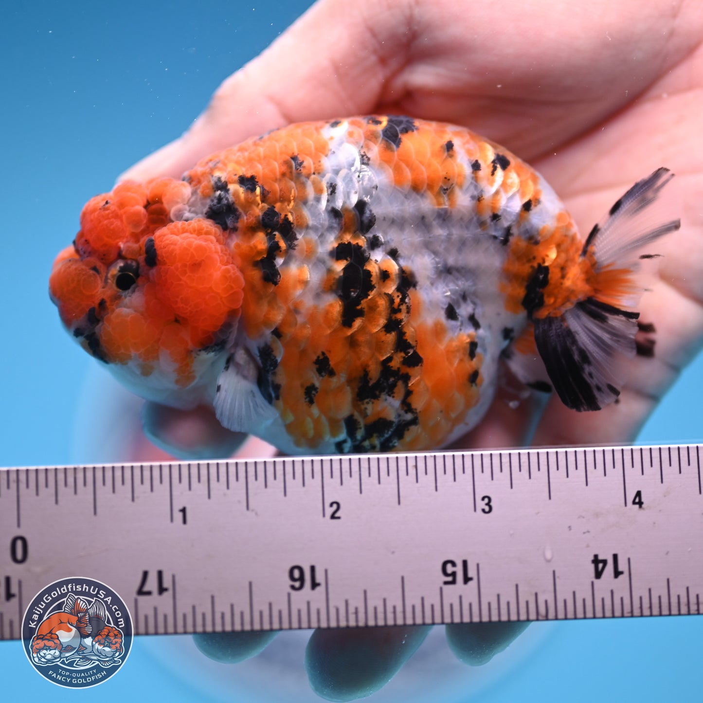 Tricolor Sakura Ranchu 3.75 inches Body - Female (241227_RC07) - Kaiju Goldfish USA