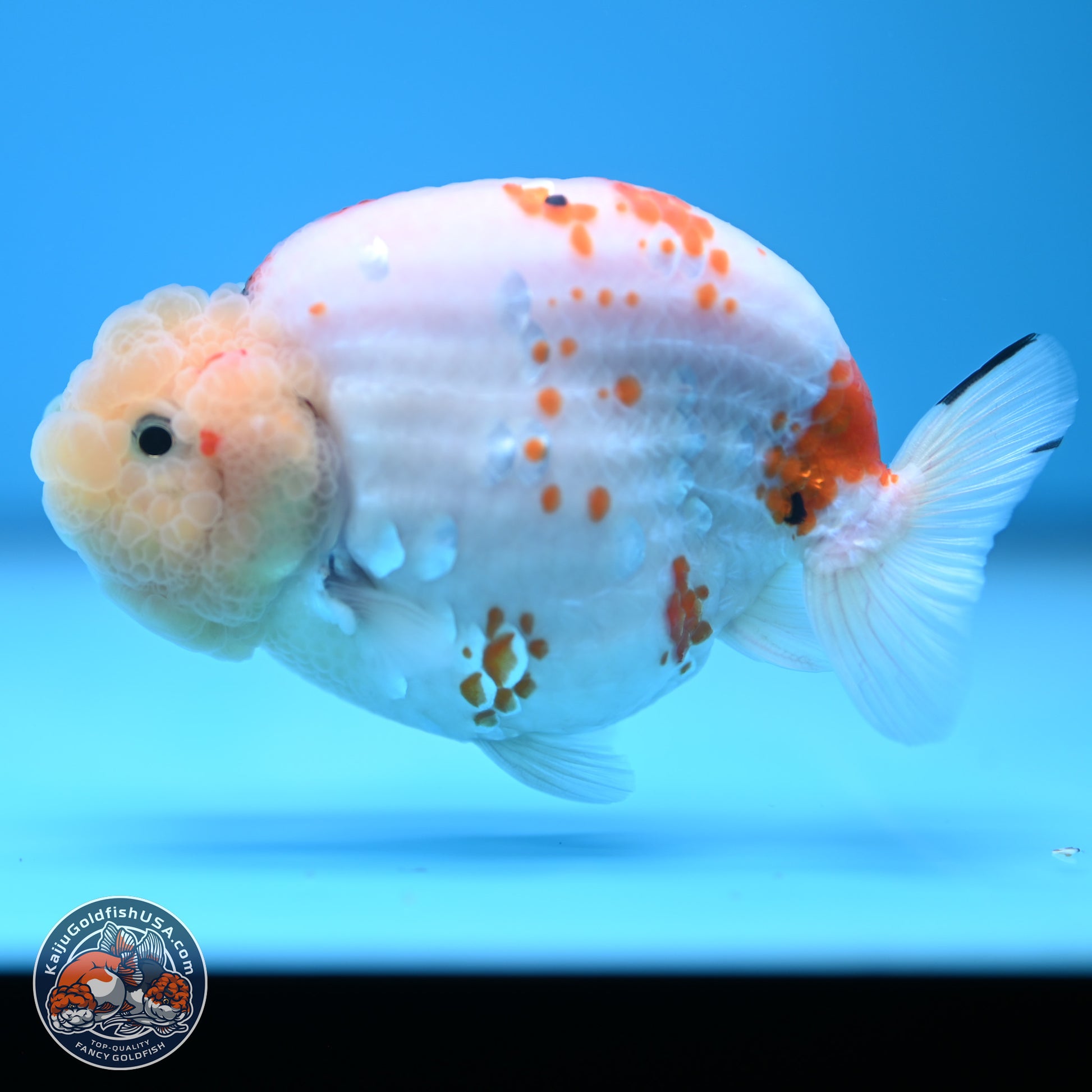 Tricolor Sakura Ranchu 4.5 inches (241025_RC07) - Kaiju Goldfish USA